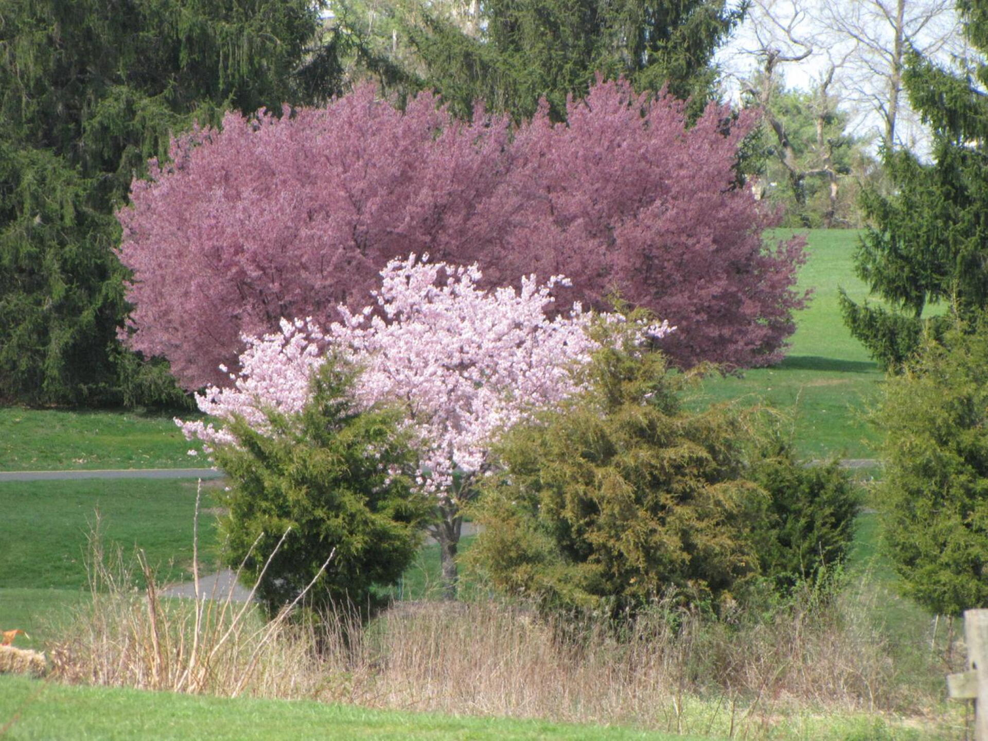 cherry blossoms from the 16th fairway (Photo submitted by neato50 on 04/21/2016)