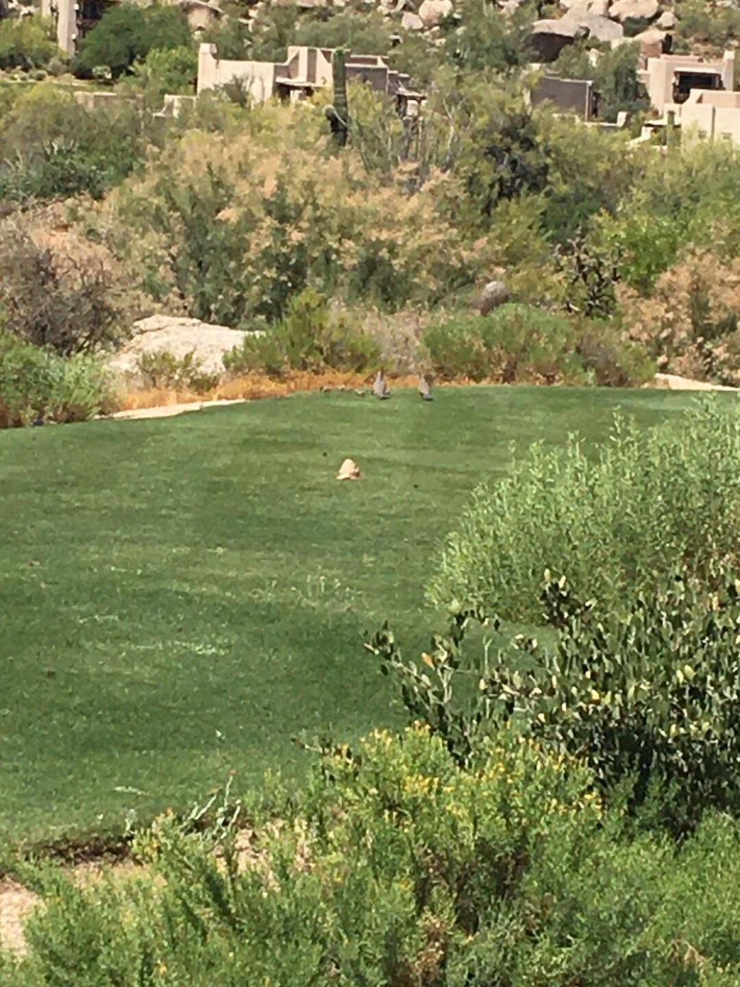 (Photo submitted by premontre on 05/27/2020)