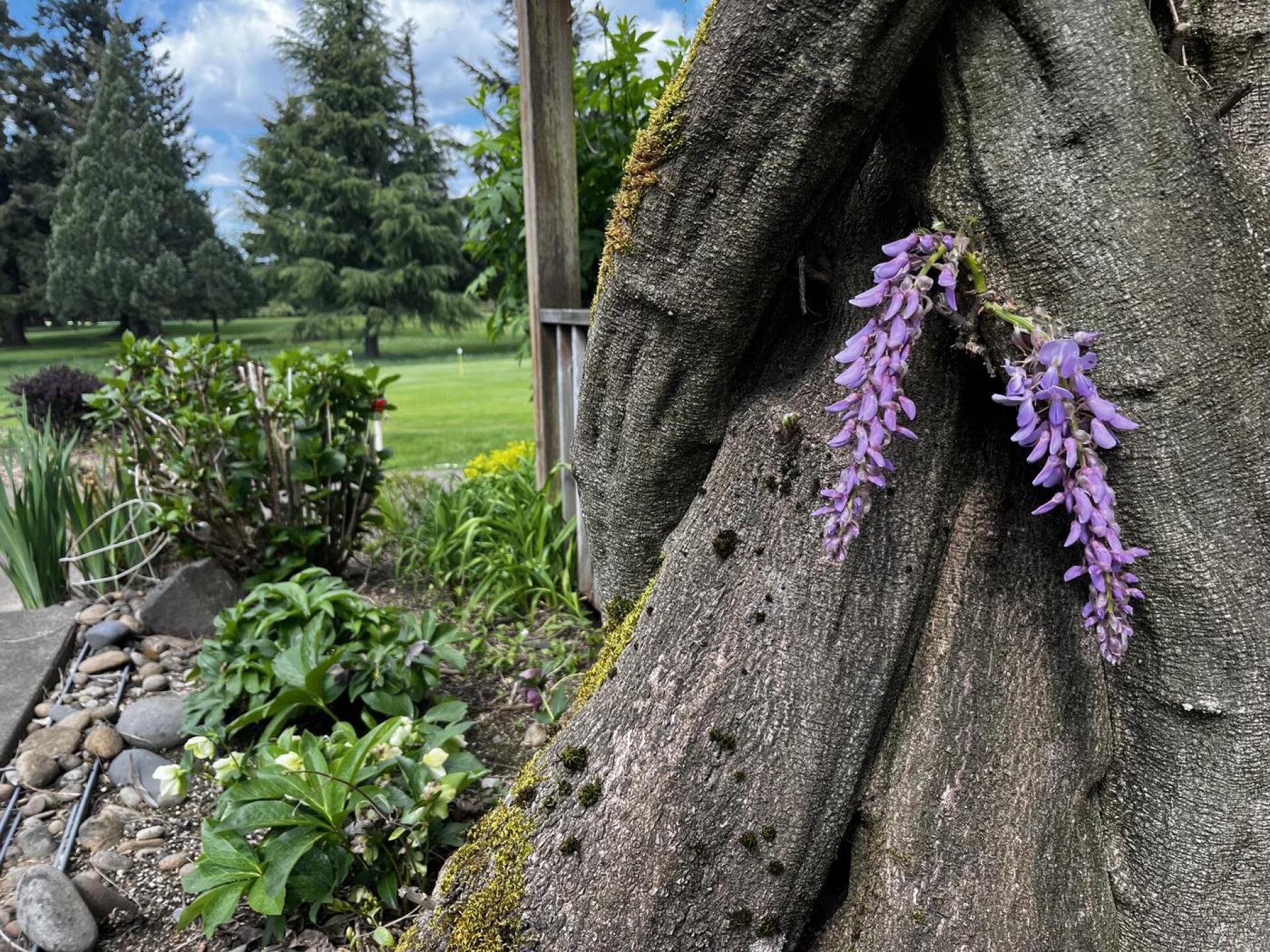 Spring golf (Photo submitted by meleahmobley on 04/15/2024)