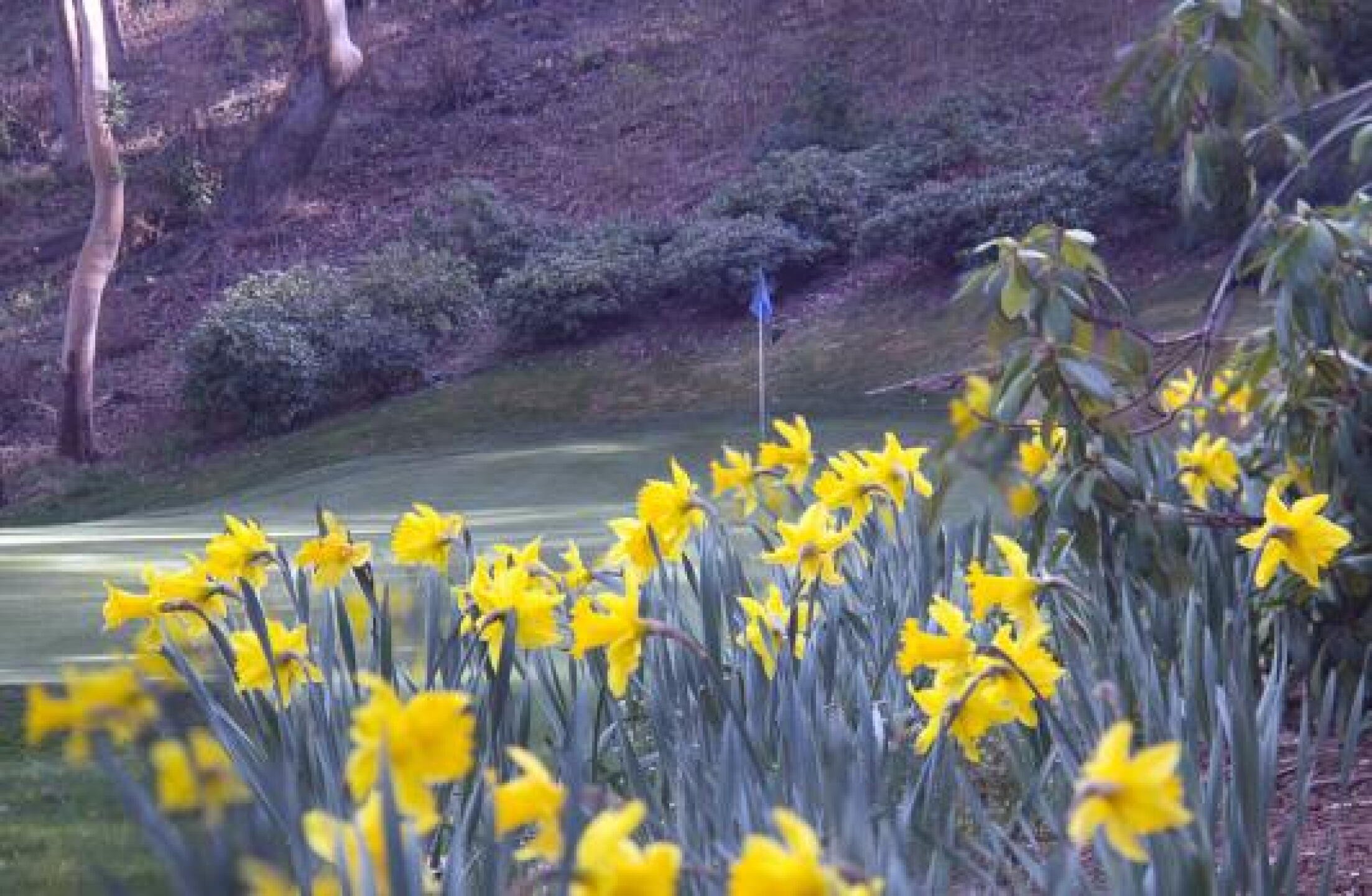 A pretty Par 3 (Photo submitted by Annapics on 03/19/2013)