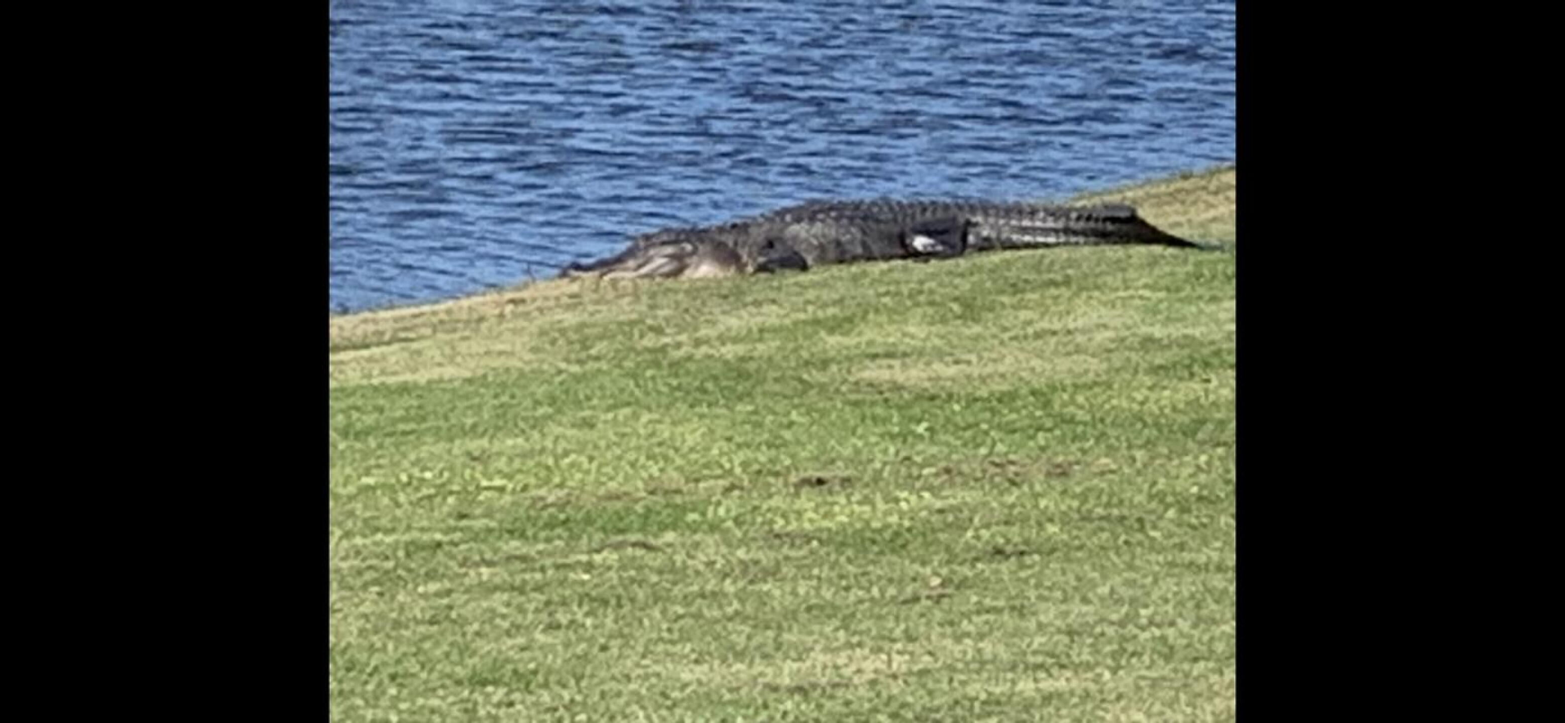 13 footer (Photo submitted by shermy70 on 01/20/2021)