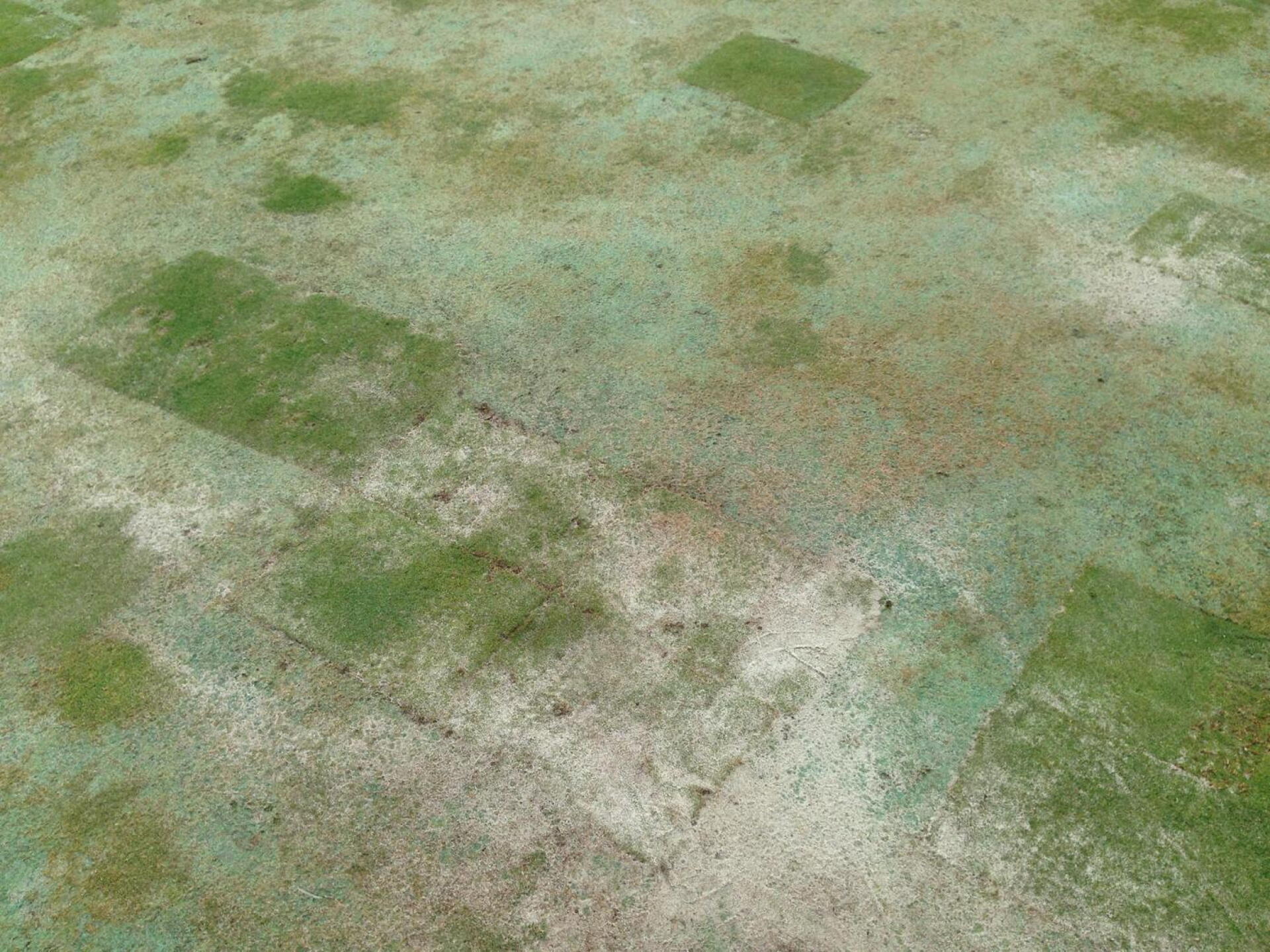 Greens condition (Photo submitted by manuelbravo on 09/06/2017)
