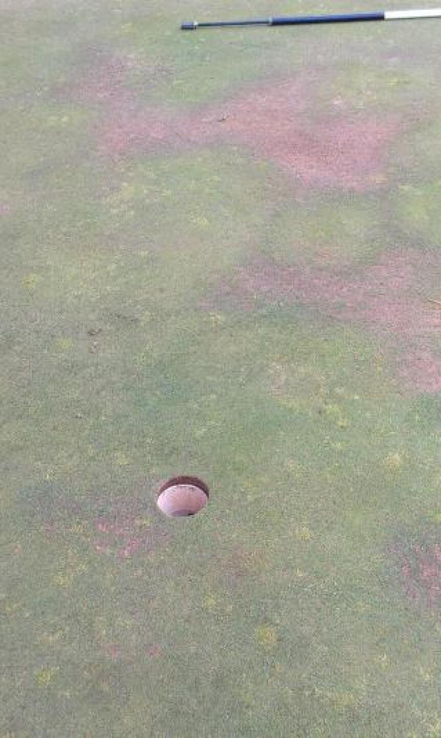 New concept for putting greens, green and brown (Photo submitted by calidahgolf on 04/01/2013)
