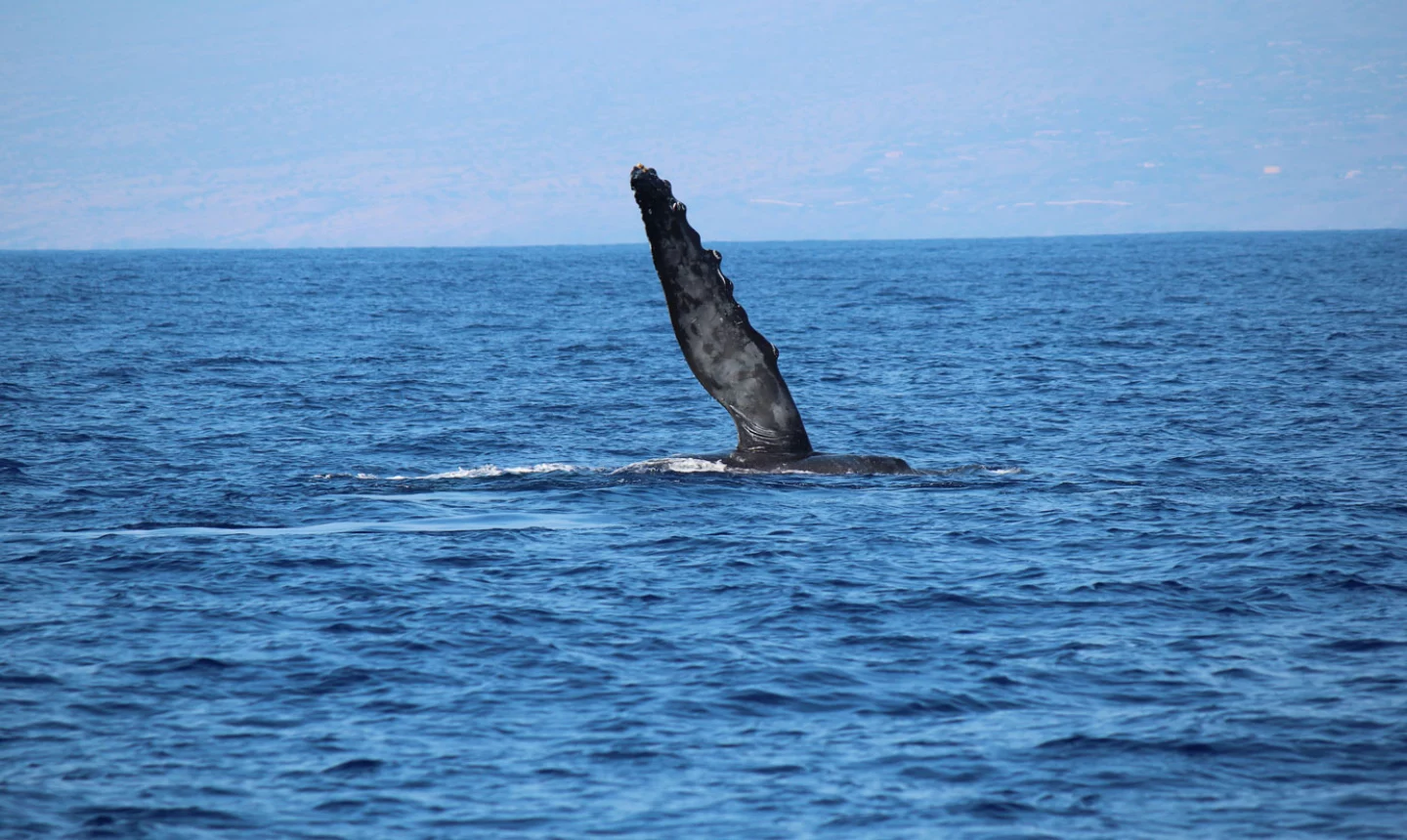 Whale-watching in Hawaii