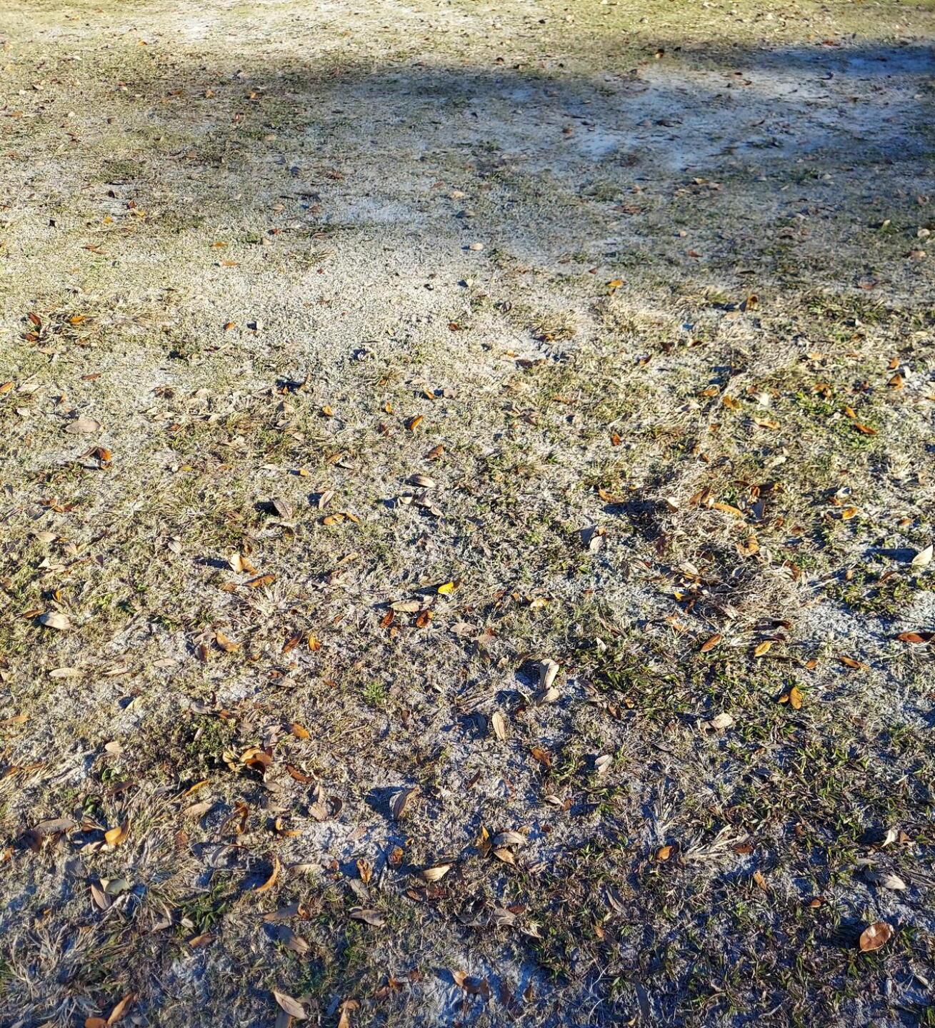 Example of poor fairway area (Photo submitted by marcf48073 on 01/07/2023)