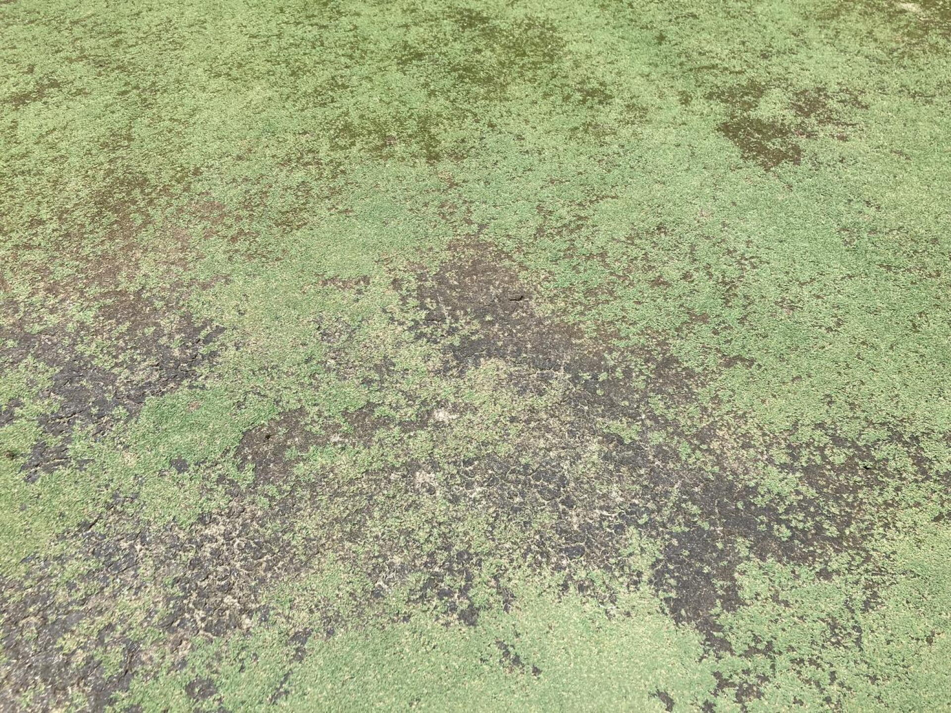 Fungus green (Photo submitted by N0XsNM3W0KhmLqmWi3Yi on 07/06/2025)