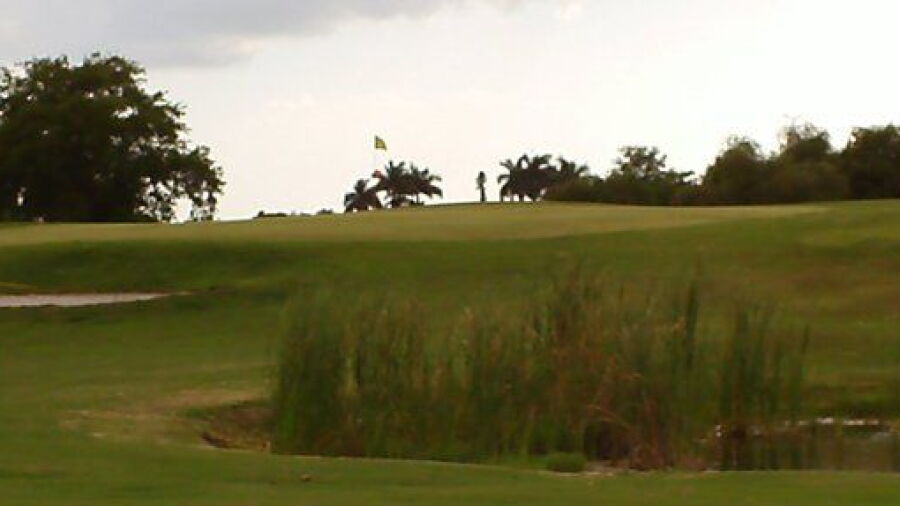 Sugar Cane GC