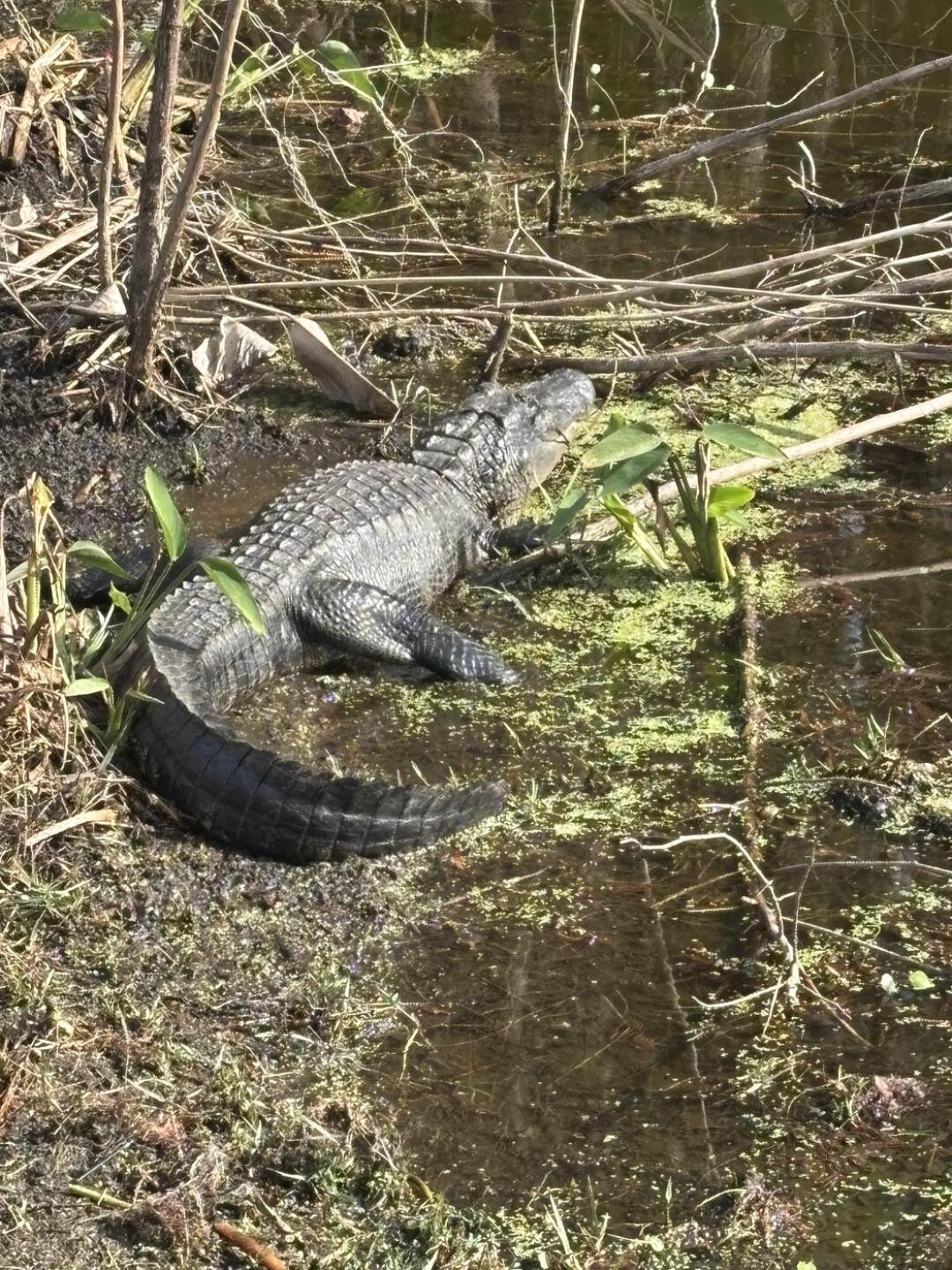 (Photo submitted by u000003460780 on 01/14/2026)