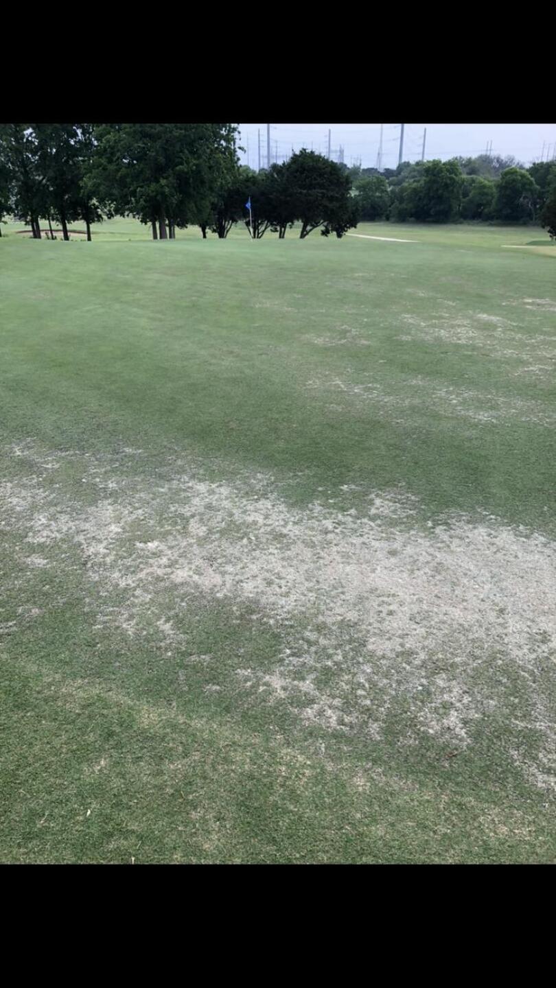 Green (Photo submitted by joshsmith12 on 04/24/2019)