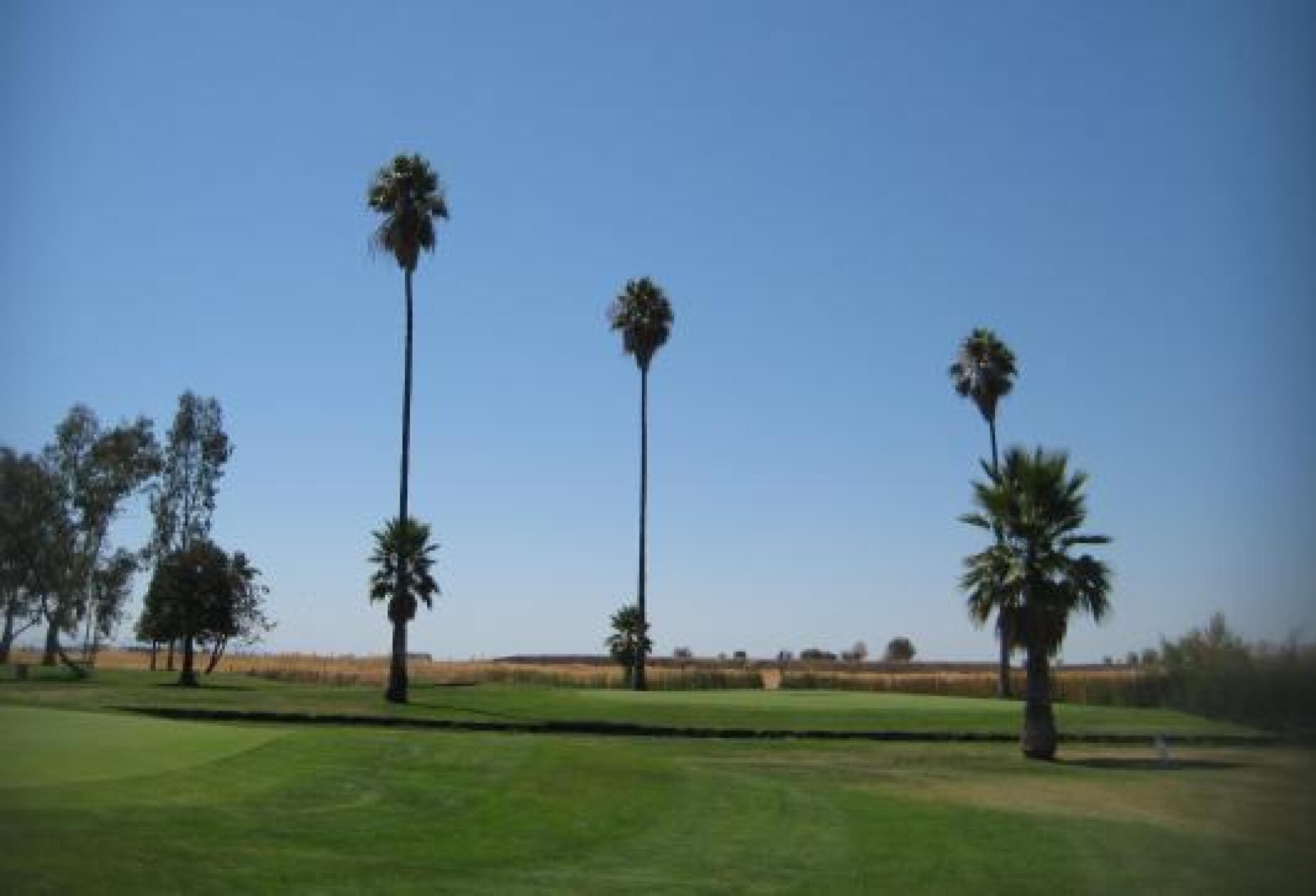 A little bit of SoCal in Oroville. (Photo submitted by mjmateyka on 08/28/2014)