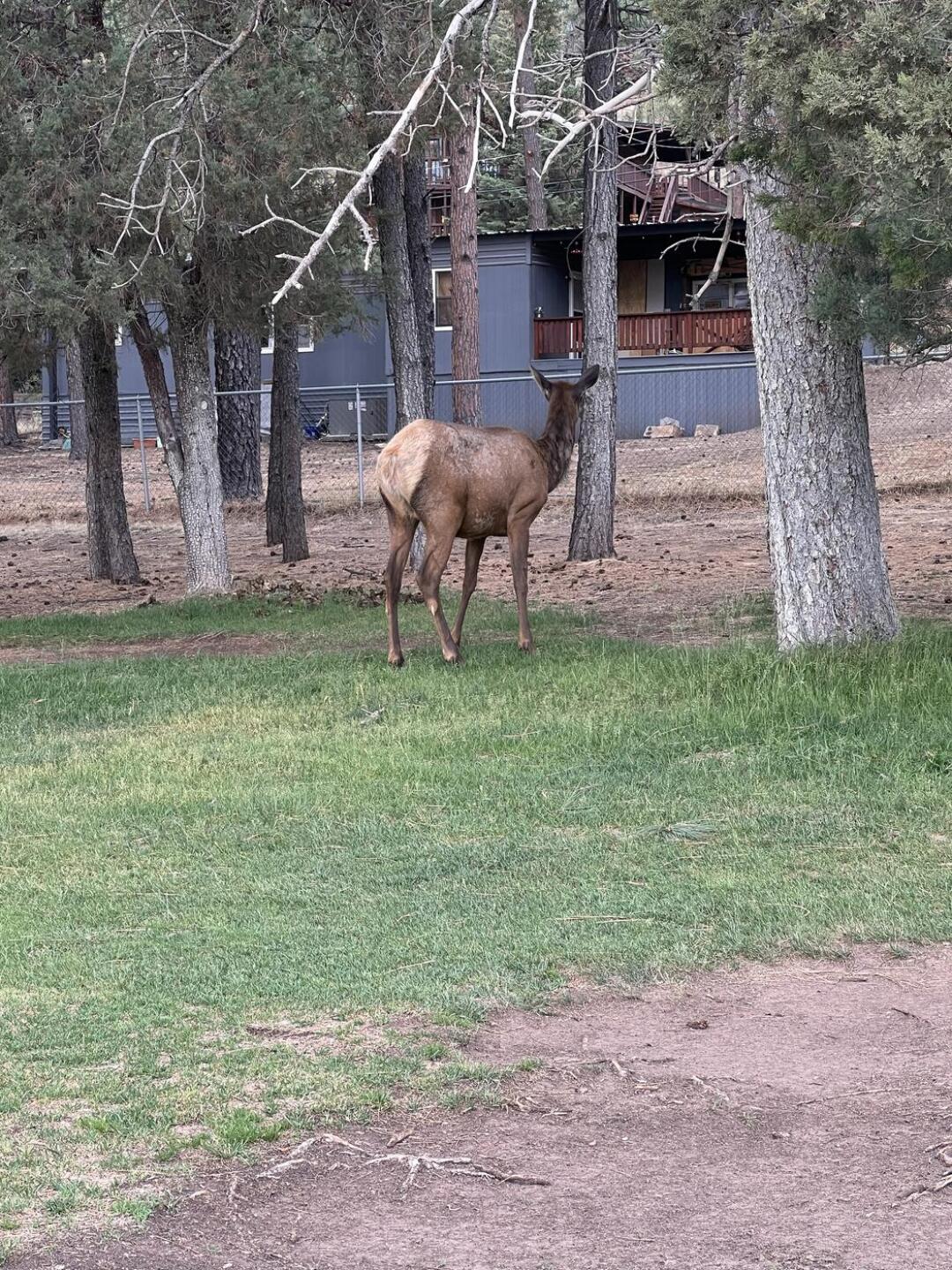 Elk on the course (Photo submitted by Kelspring62 on 06/10/2025)