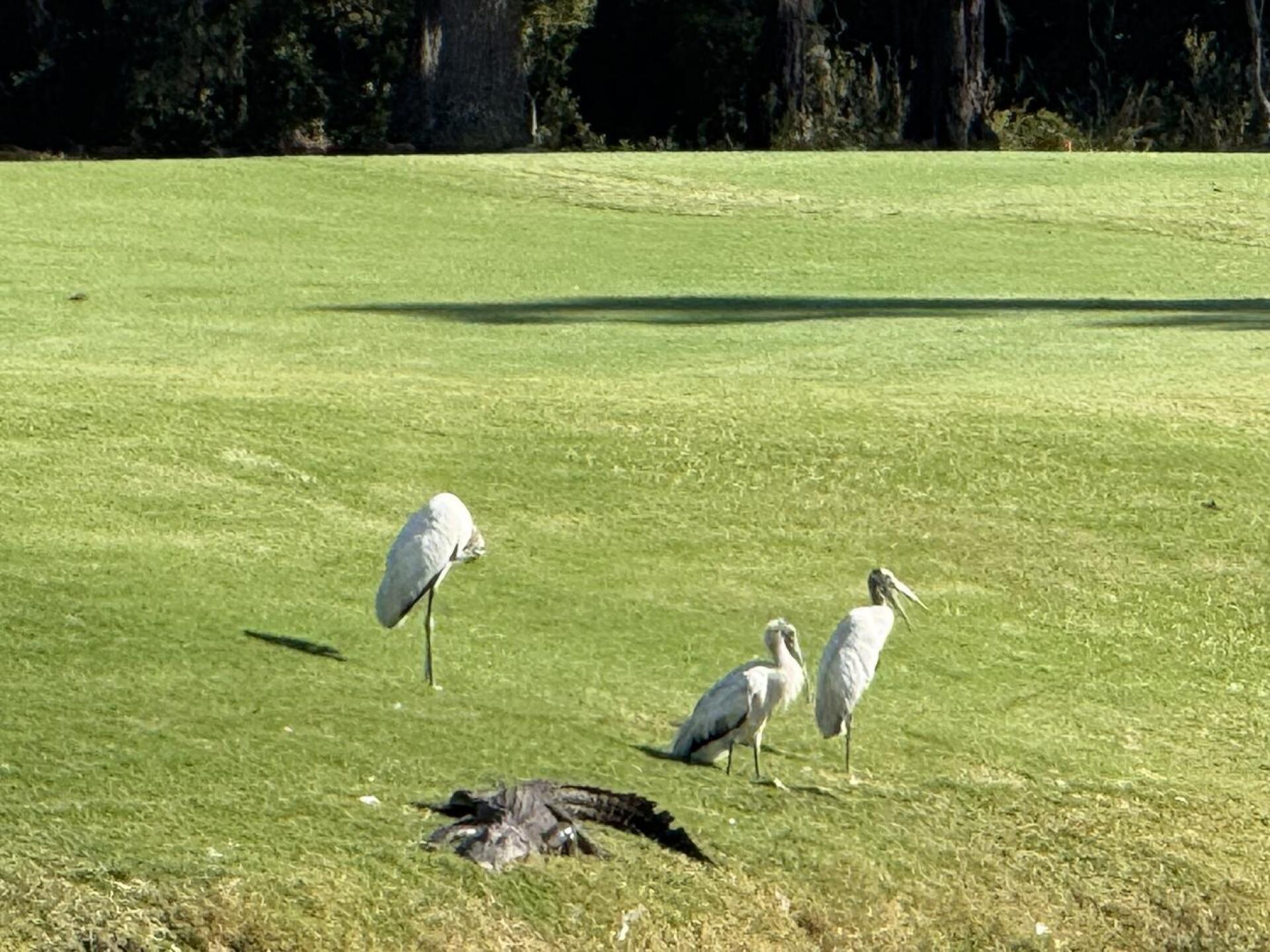 (Photo submitted by ShappyGolf on 11/25/2025)