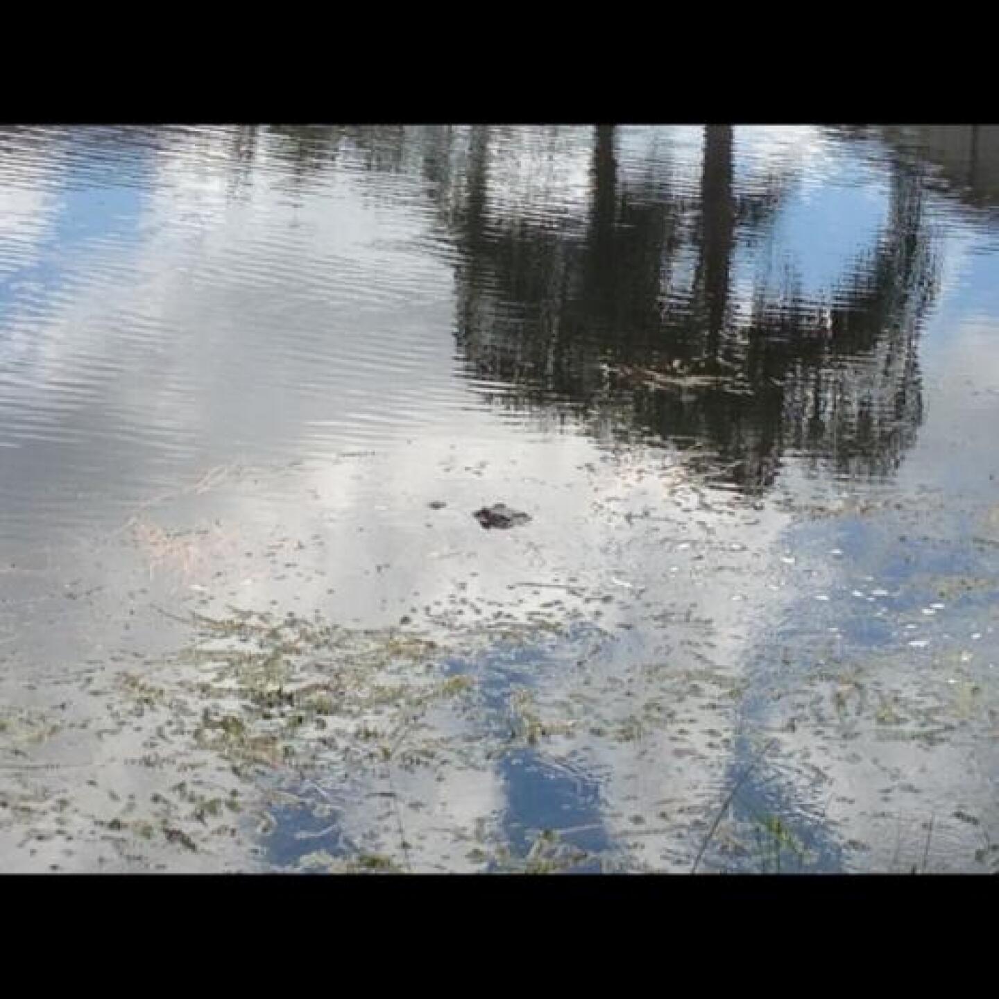 Gator time (Photo submitted by u000006818584 on 09/05/2013)