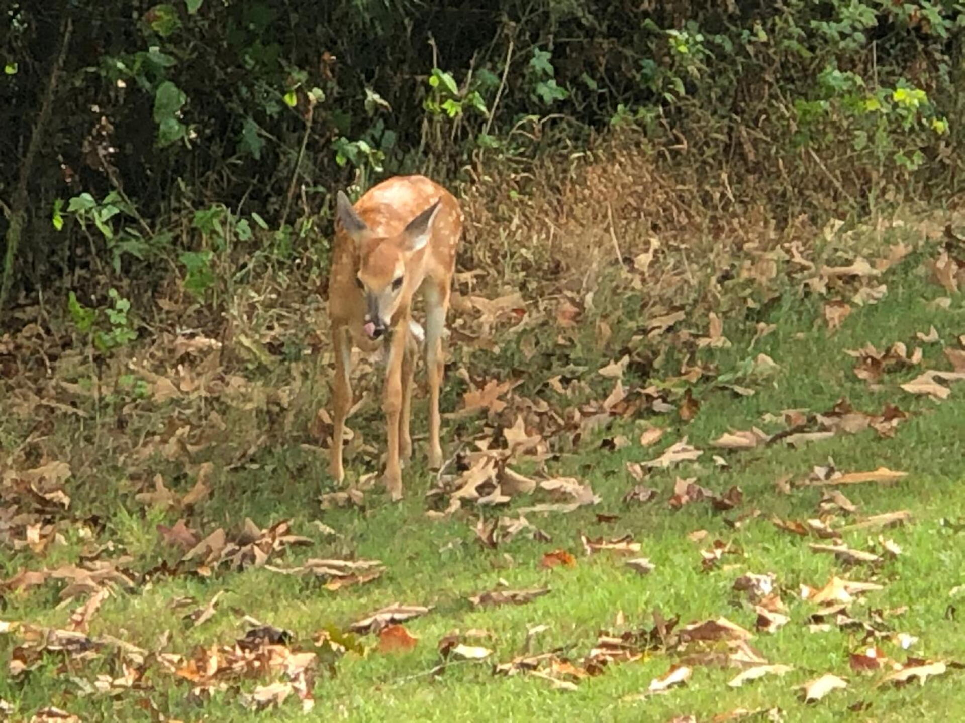 (Photo submitted by Airkane on 10/07/2019)