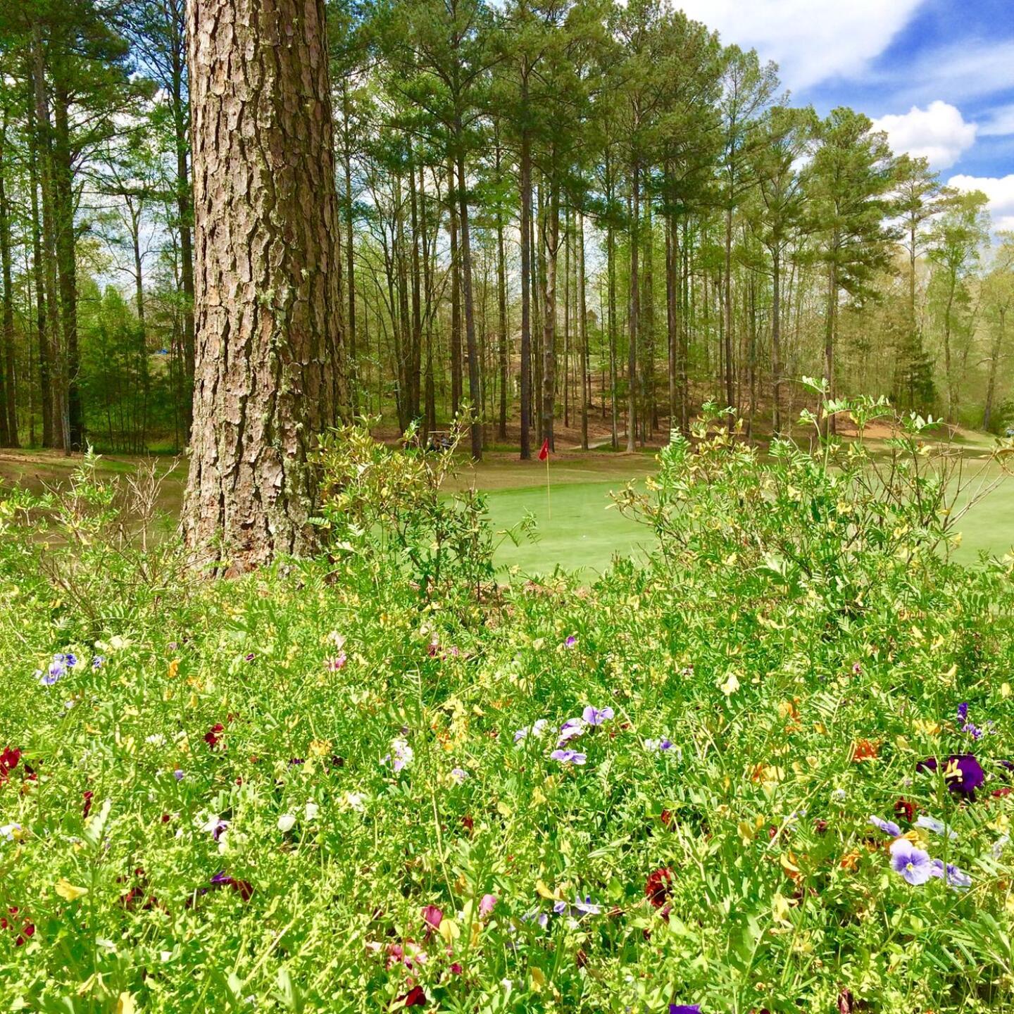 Par 3, 15th hole (Photo submitted by BrandonWebb on 04/11/2017)