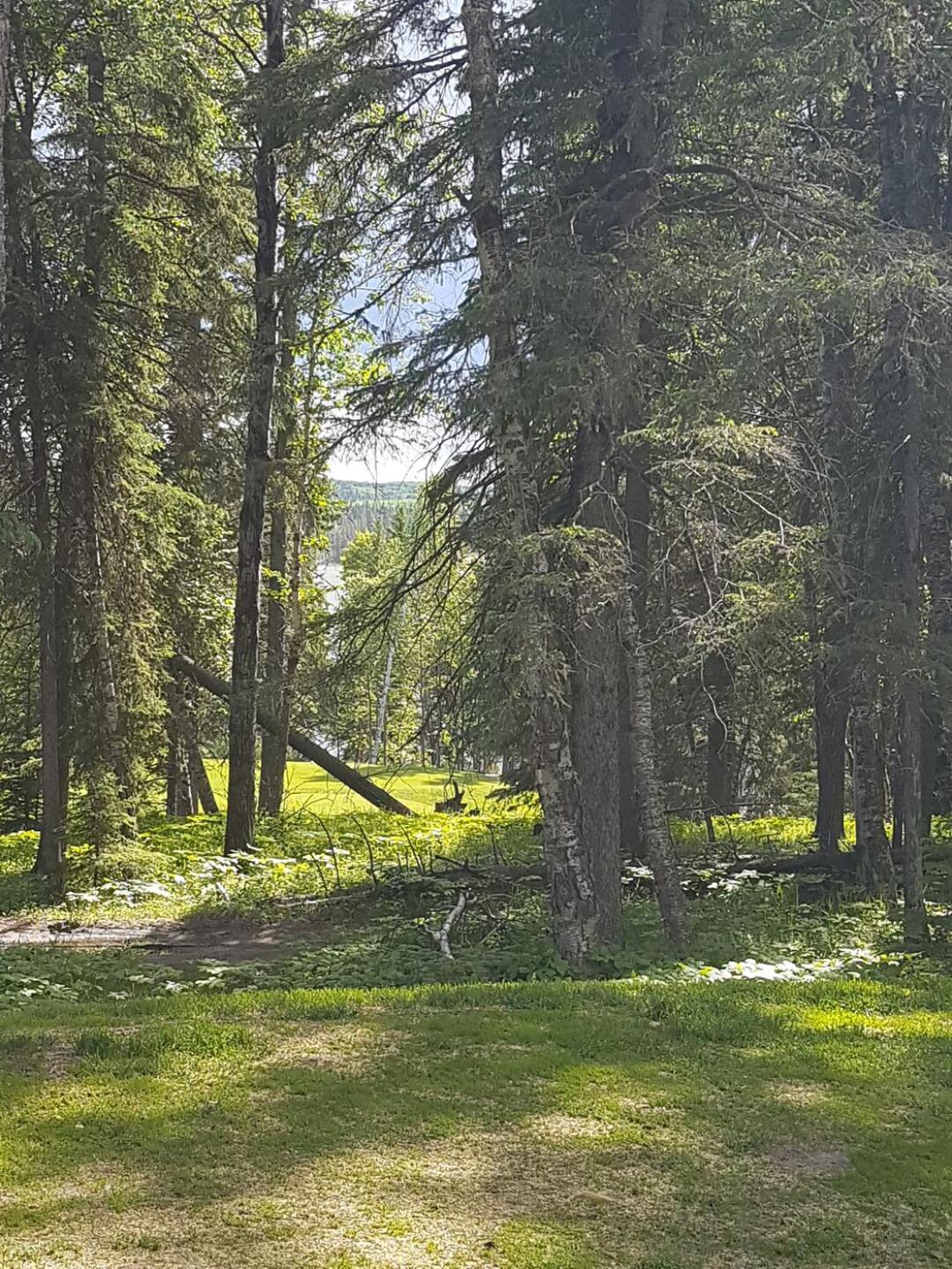 A walk through the forest. www.ourboomerlife.net (Photo submitted by u2683229 on 07/10/2017)