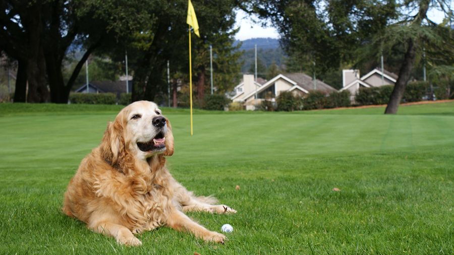 Valley Gardens GC: #4