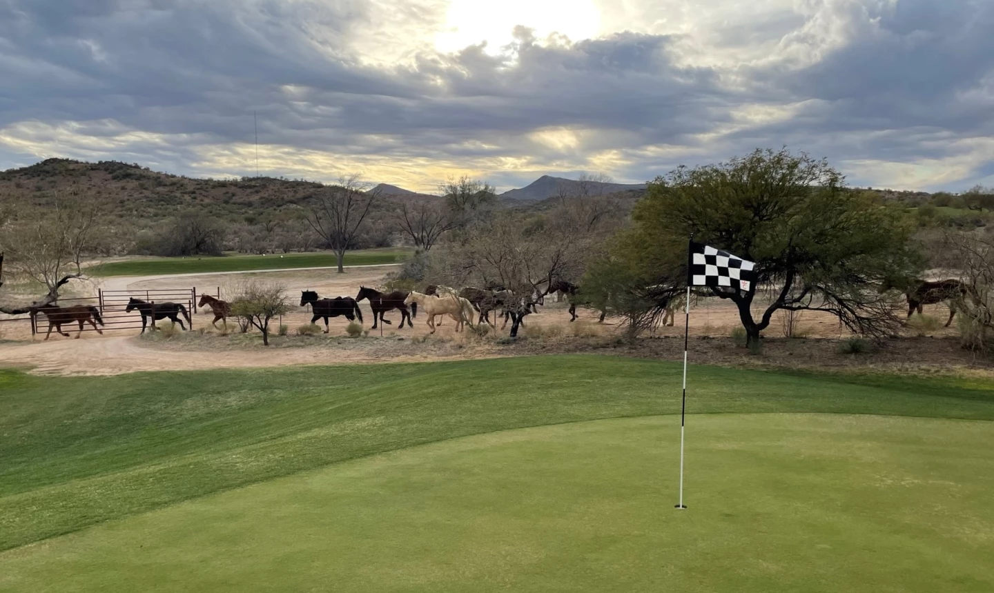 Rancho de los Caballeros - horses 