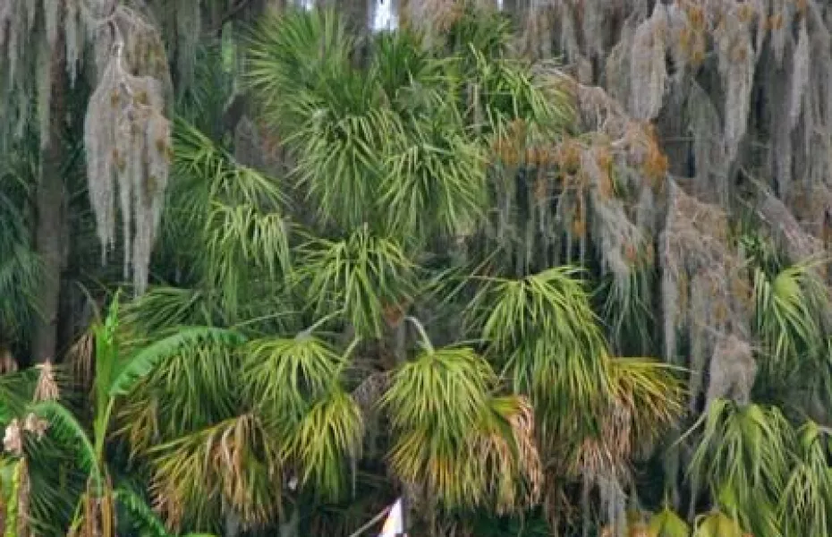 Executive at Seven Springs GC: #5