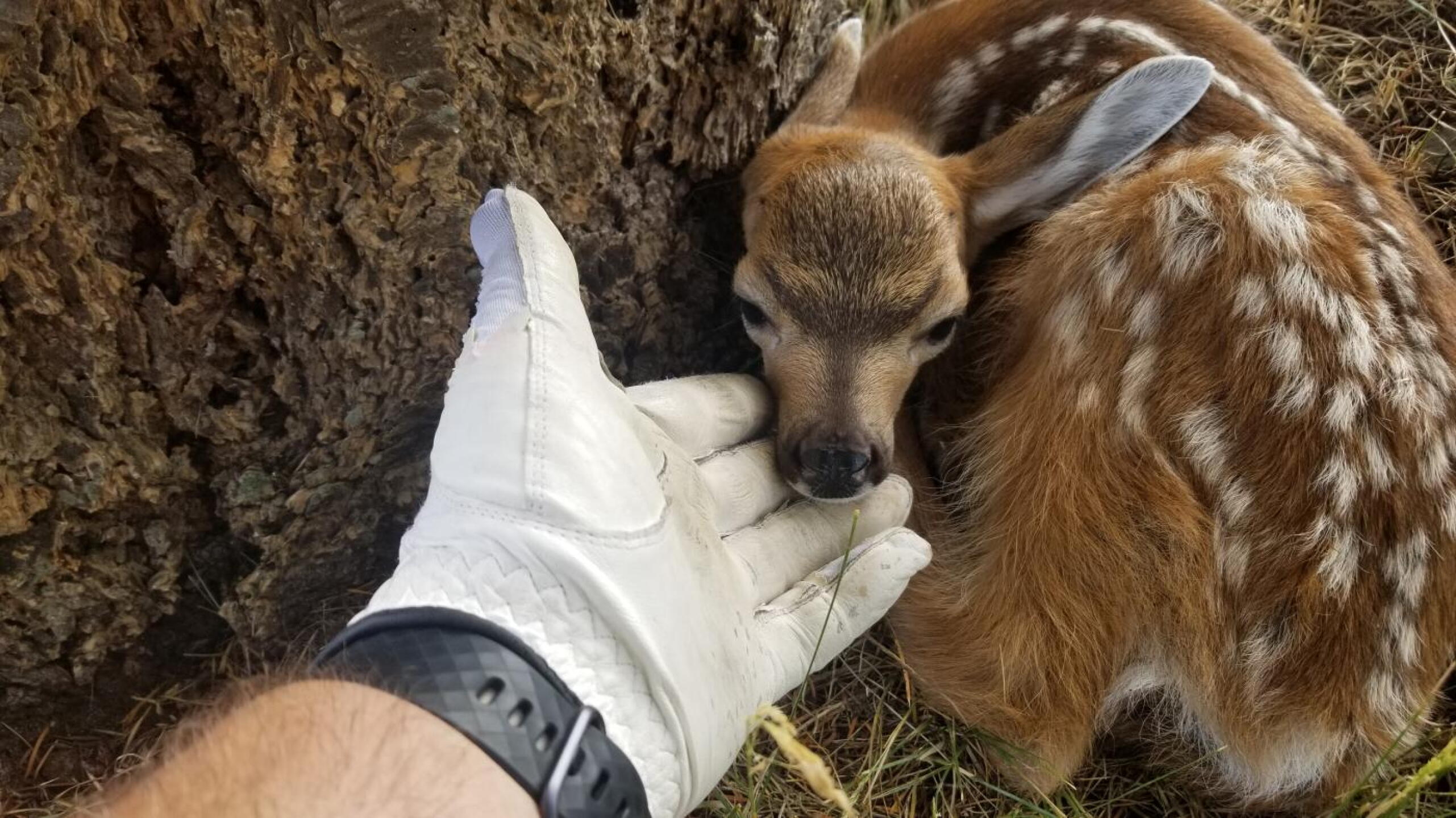 (Photo submitted by u7474436 on 06/16/2019)