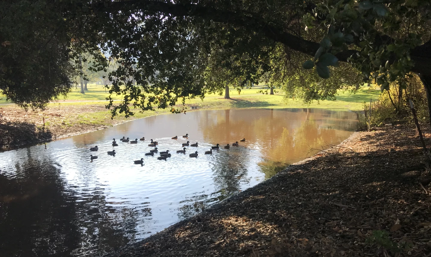 Santa Teresa Golf Club - duck pond 