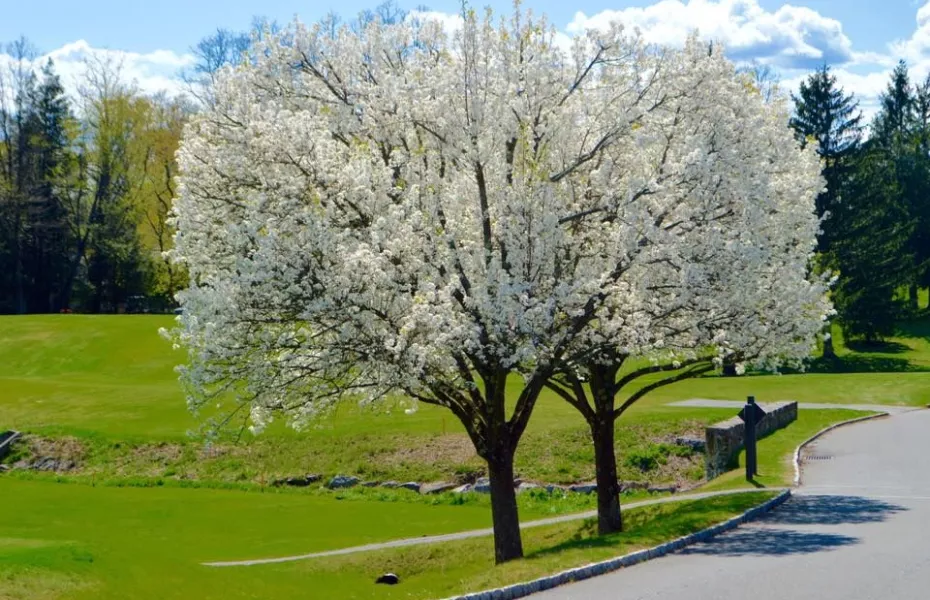 CC at Pleasantville: #8