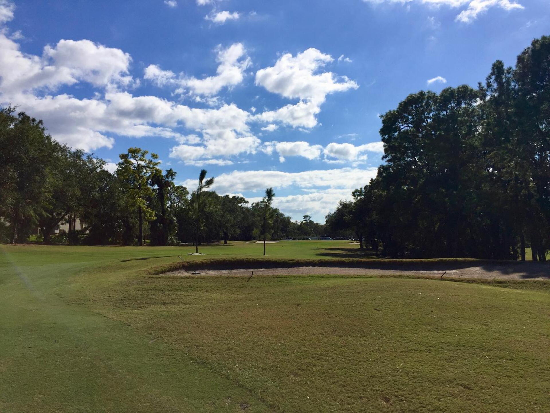 Given the chance to grow big, these trees at the dogleg at Innisbrook North's par-4 18th are going to make the tee shot extremely demanding. (Photo submitted by TimGavrichGP on 12/20/2017)