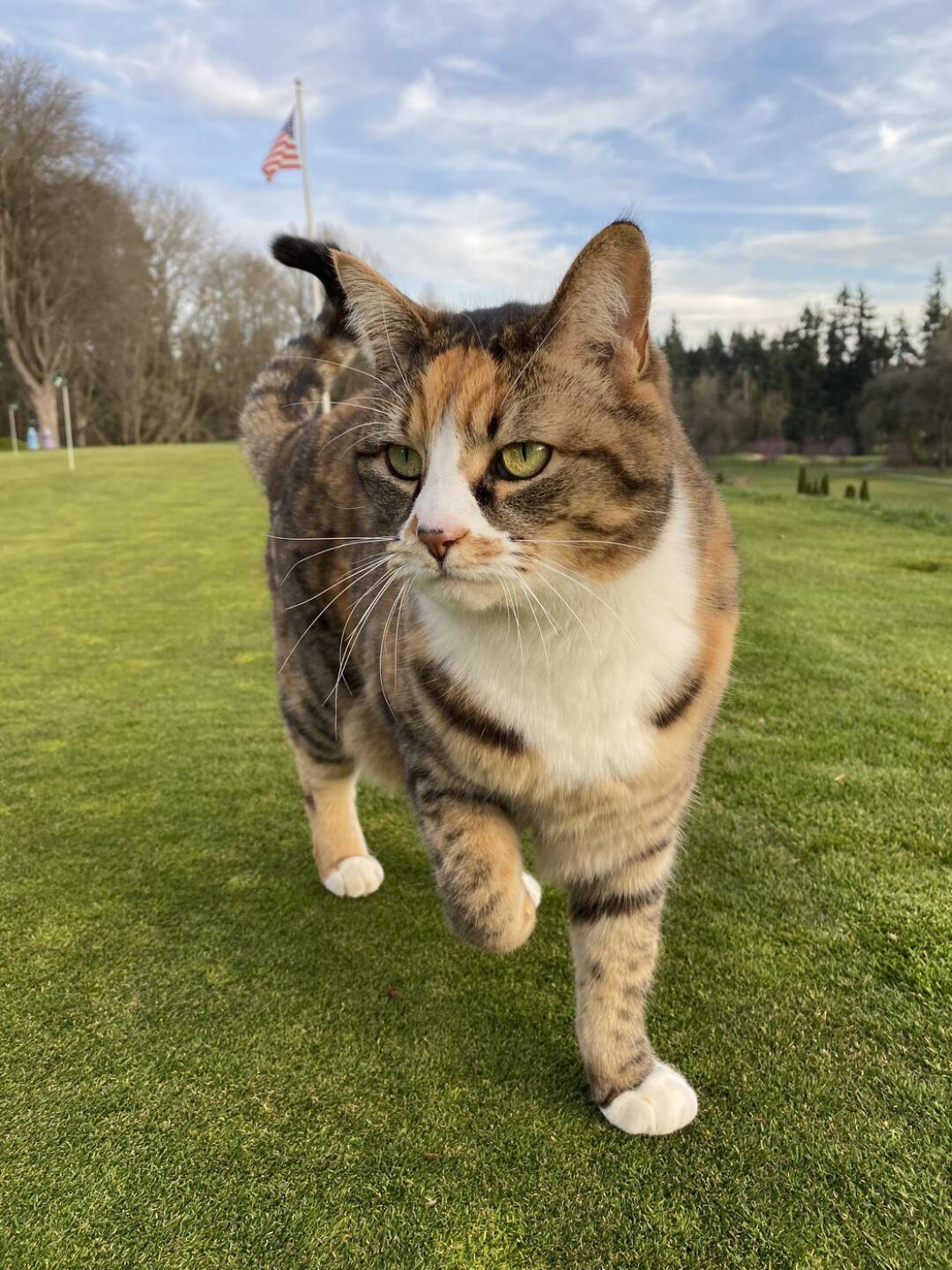Putting green advisor.... (Photo submitted by jasonoppie on 03/15/2021)