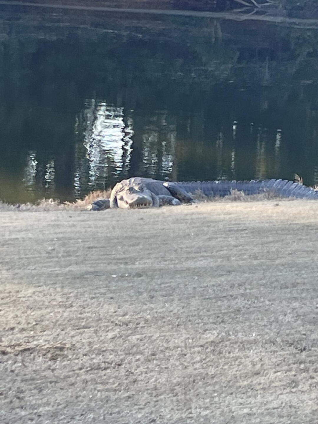 Scary gator on 18 lol (Photo submitted by braypro on 01/17/2025)