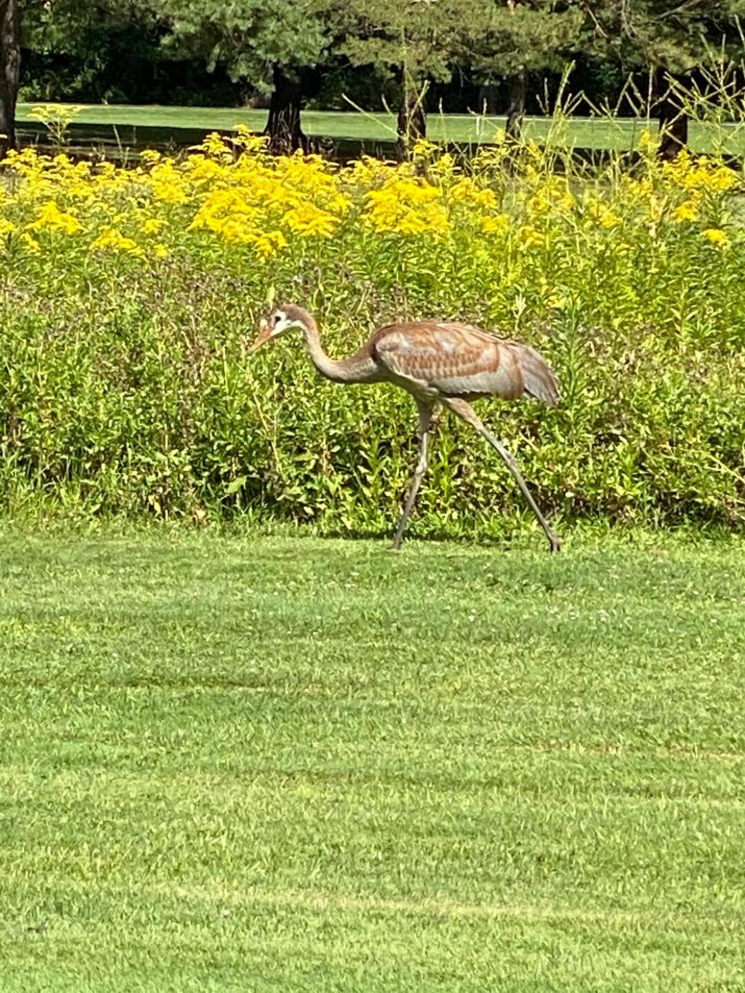 (Photo submitted by macnlac on 08/19/2020)