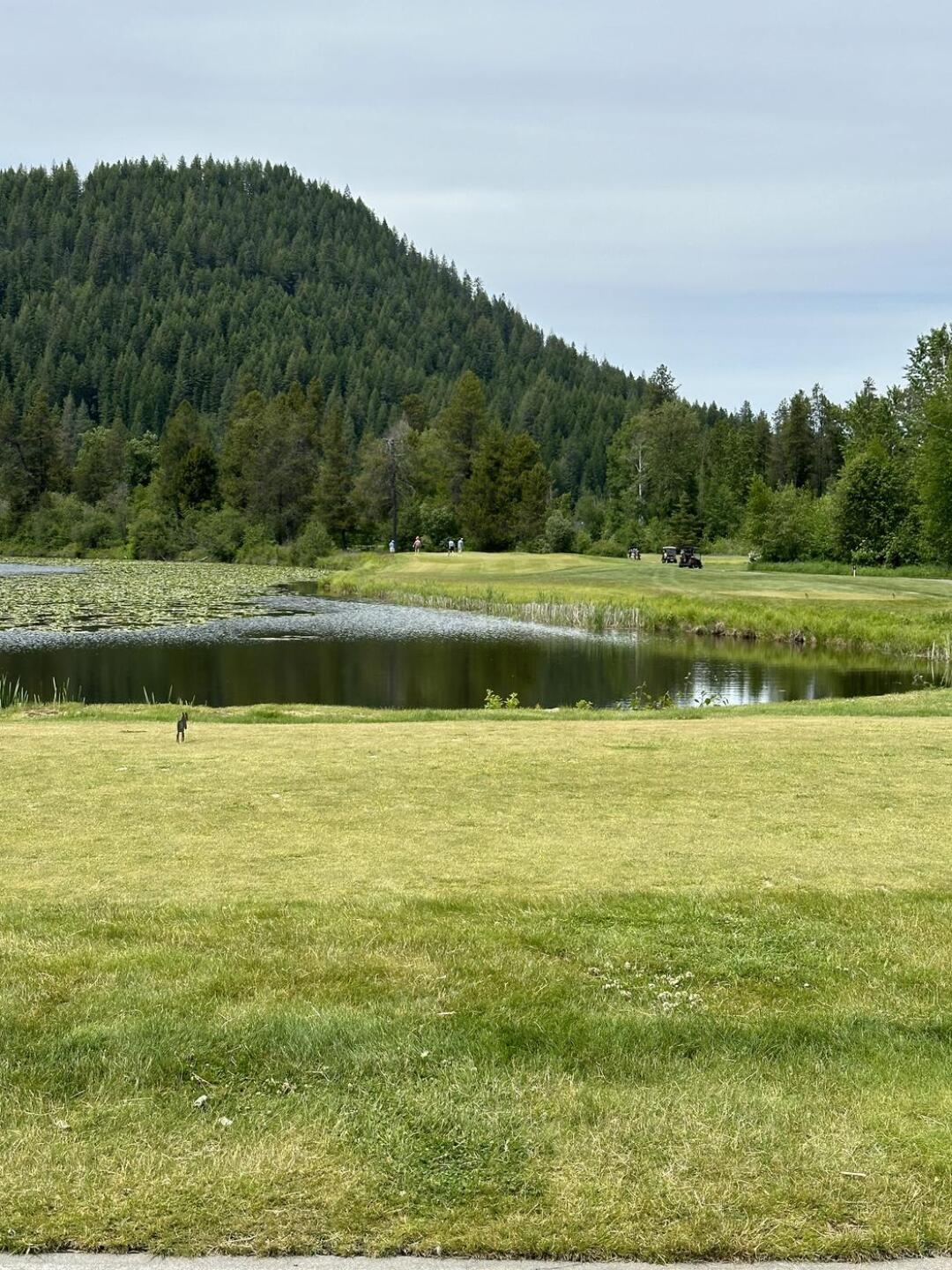 (Photo submitted by Corey4652891 on 06/07/2024)