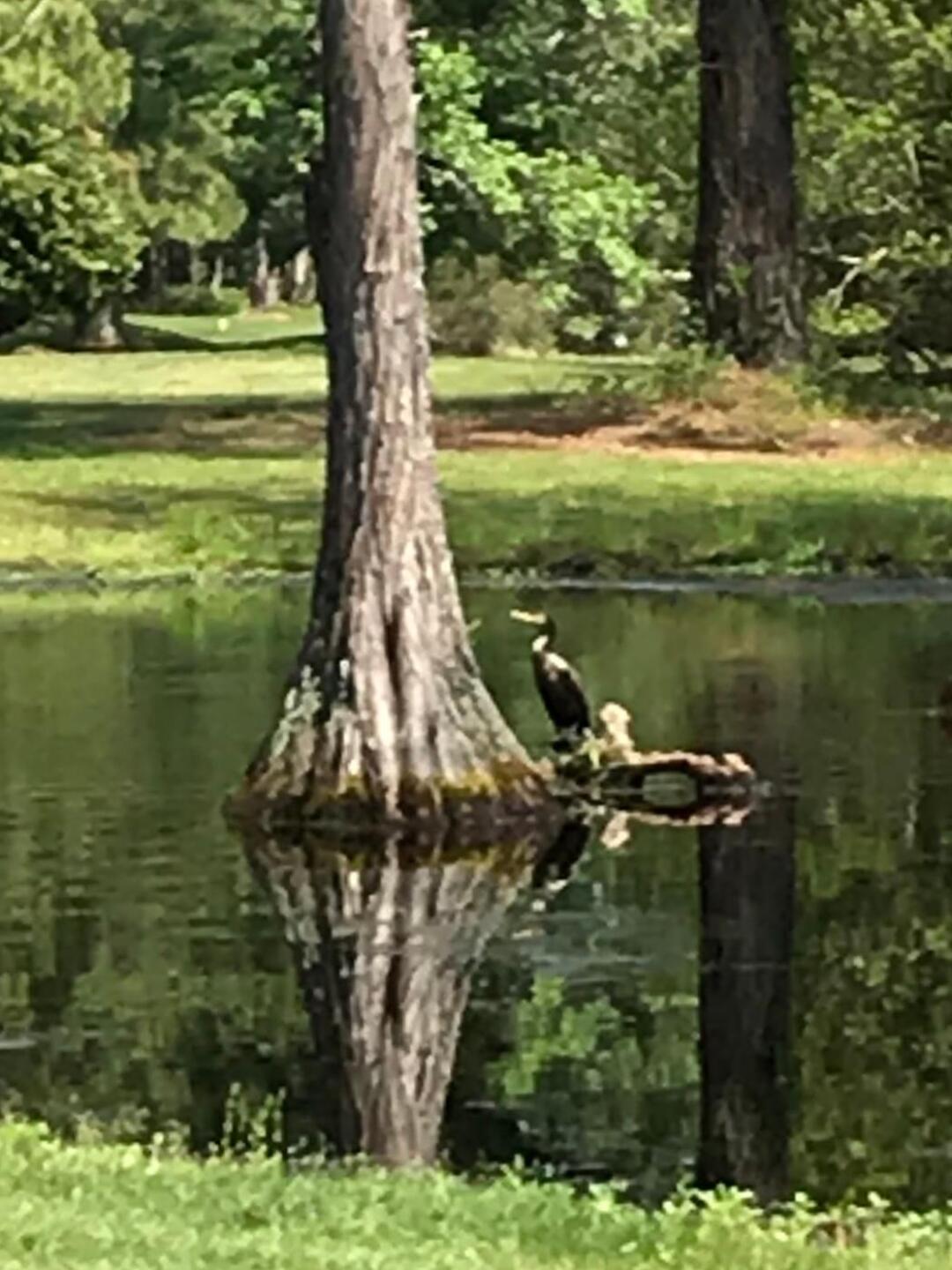 (Photo submitted by Darlene5179352 on 05/07/2020)