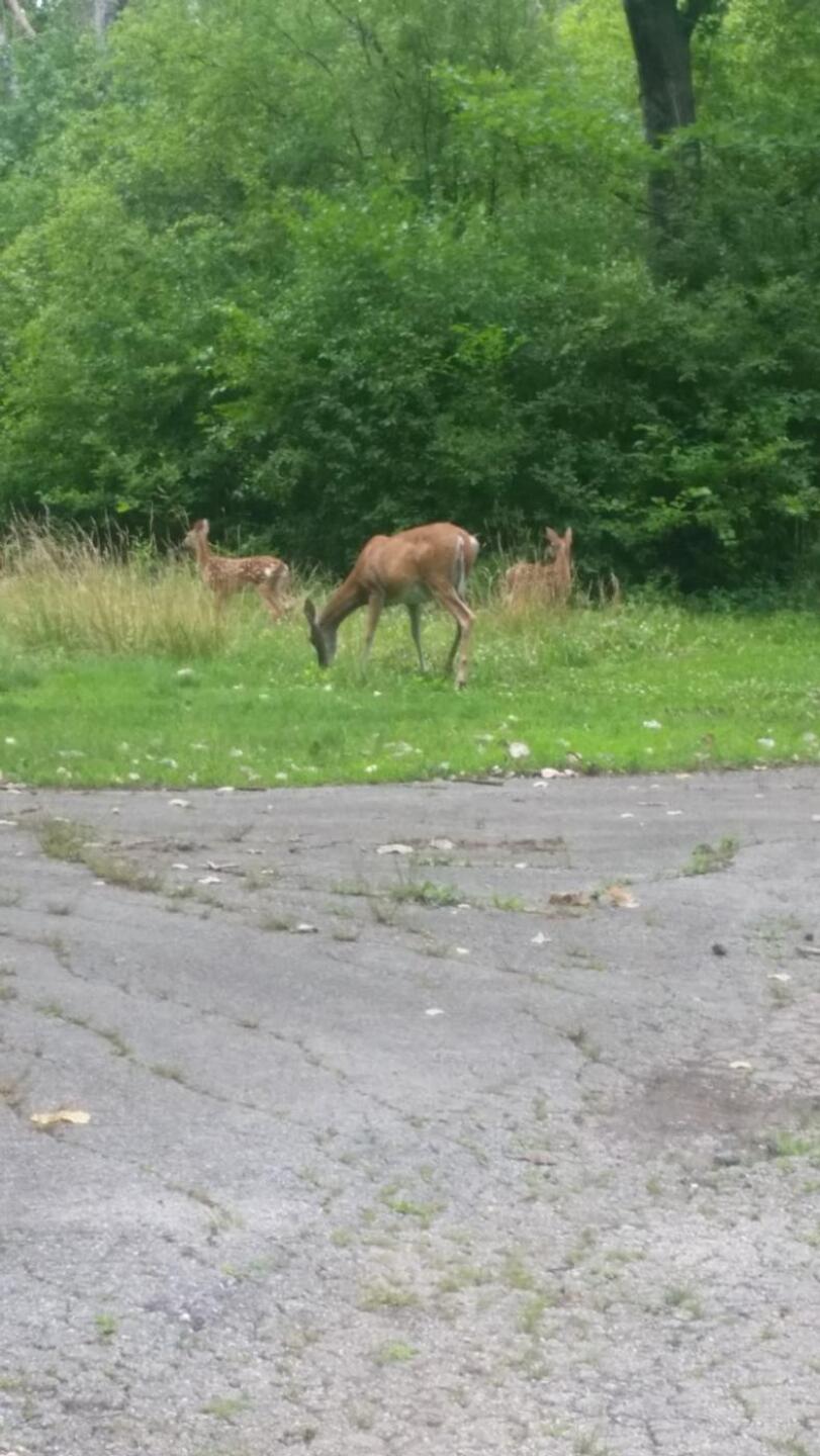 (Photo submitted by u3215794 on 07/16/2021)