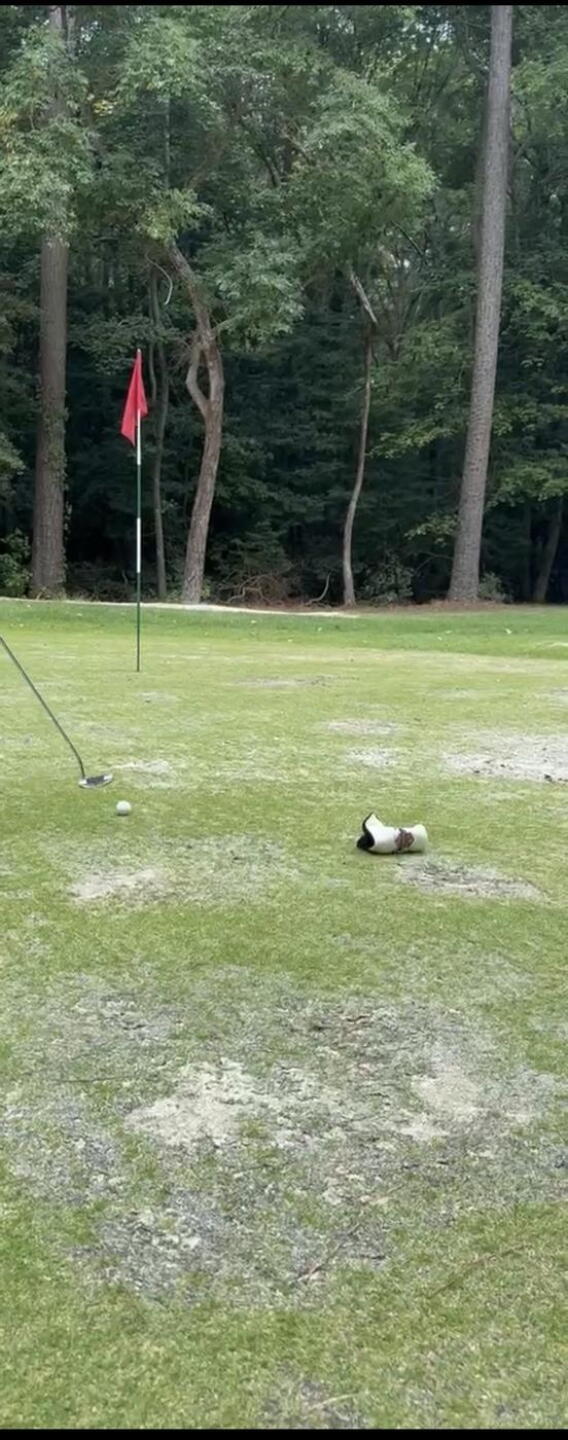 This was how many of the greens looked, unfortunately (Photo submitted by FreddyHill on 09/15/2026)