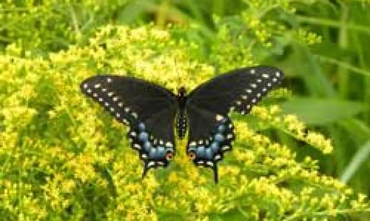 Rockland Country Club - butterfly