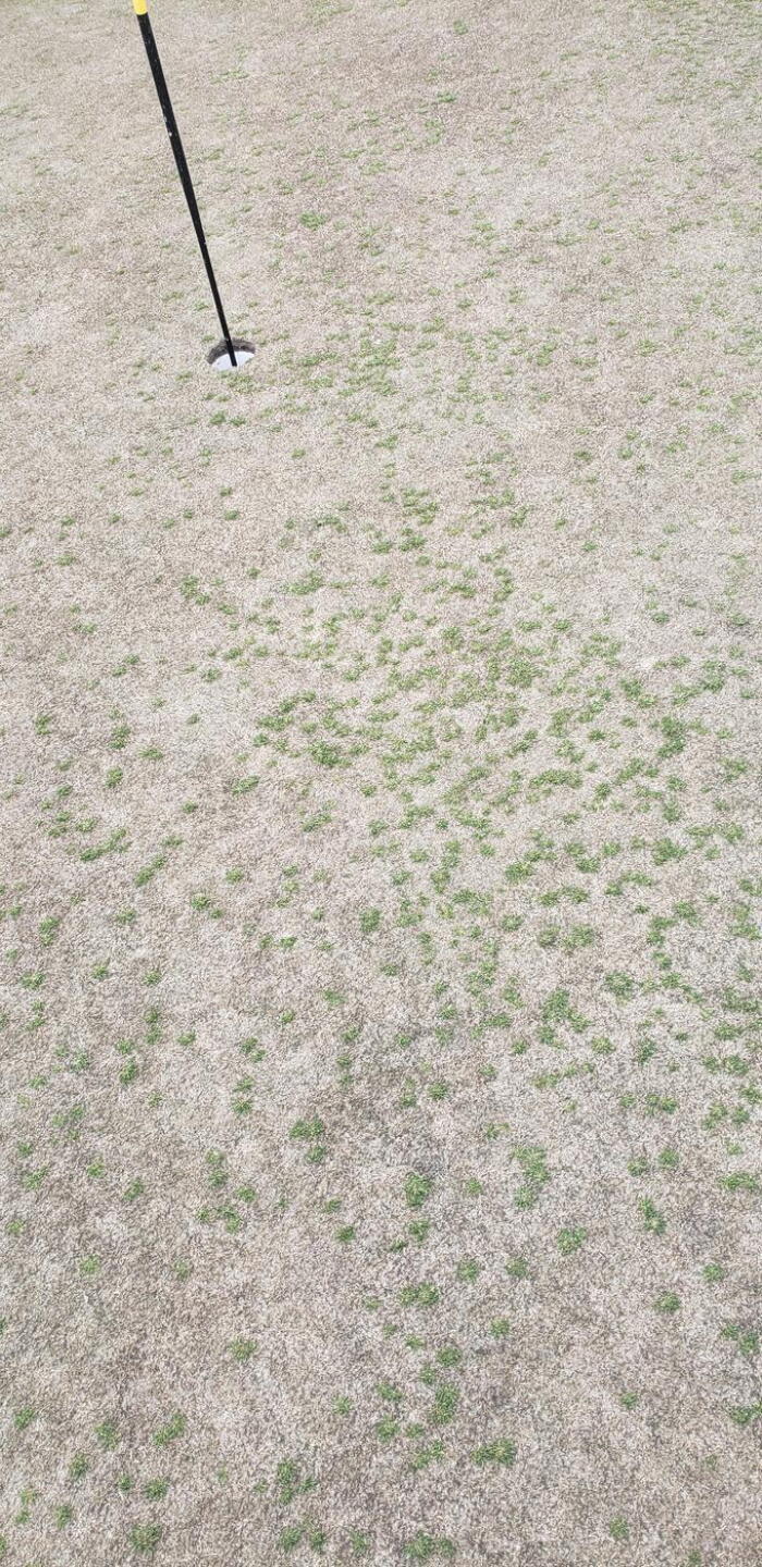 Best green on the course (Photo submitted by kimbrellrw on 02/20/2022)