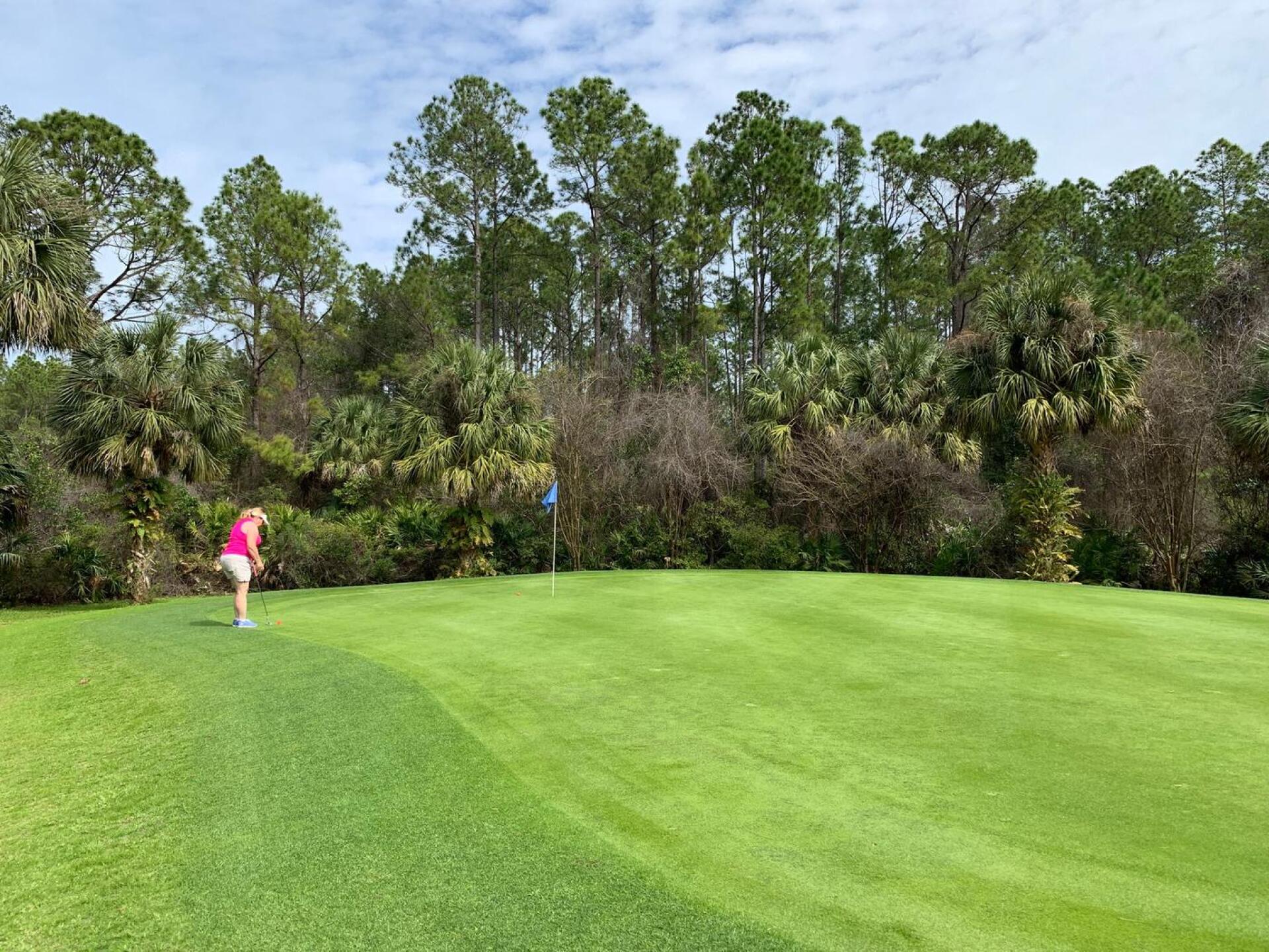 Nice greens (Photo submitted by DougVann on 02/15/2019)