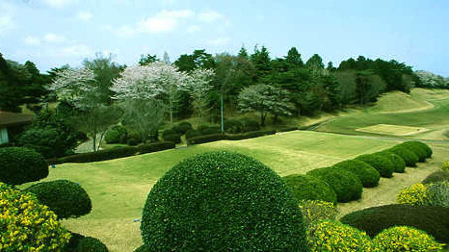 Daiya Green Club