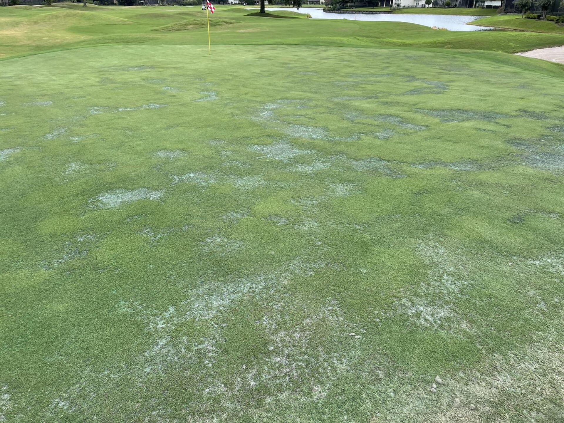 Typical Green Conditions Right Now (Photo submitted by u314161470409 on 08/23/2021)