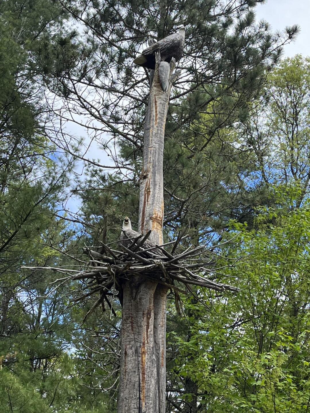 Green side view (Photo submitted by u8484813 on 06/04/2022)