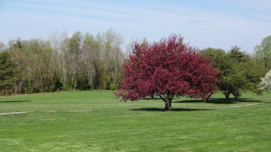 Cedar Rapids CC