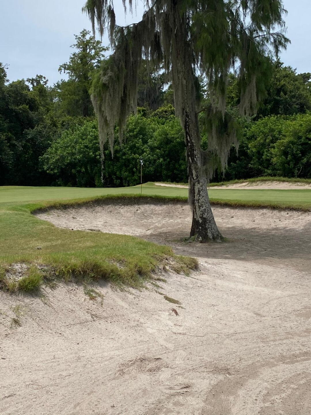 Tree inside of a bunker on number 4 at Innisbrook Island course. (Photo submitted by PinnacleStaffer on 06/27/2020)