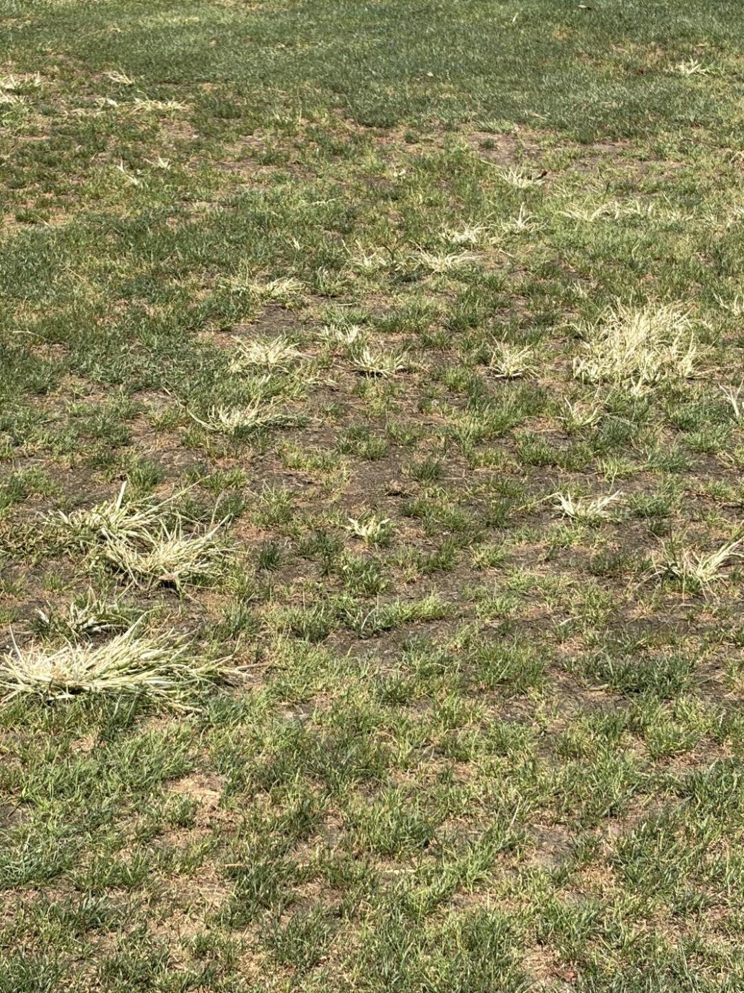 Fairways and greens (Photo submitted by Nate9387079 on 08/19/2026)
