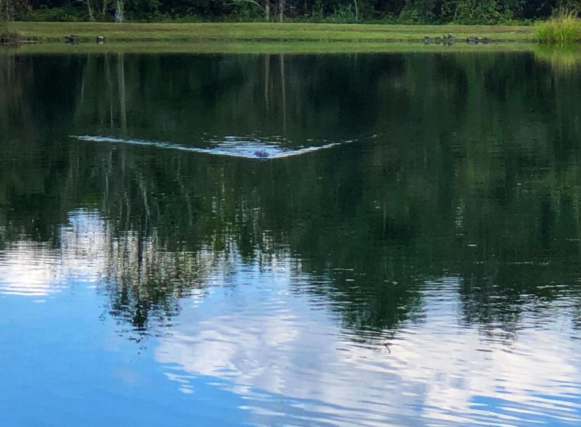 Watch out for the gator! (Photo submitted by u314159933905 on 10/08/2020)