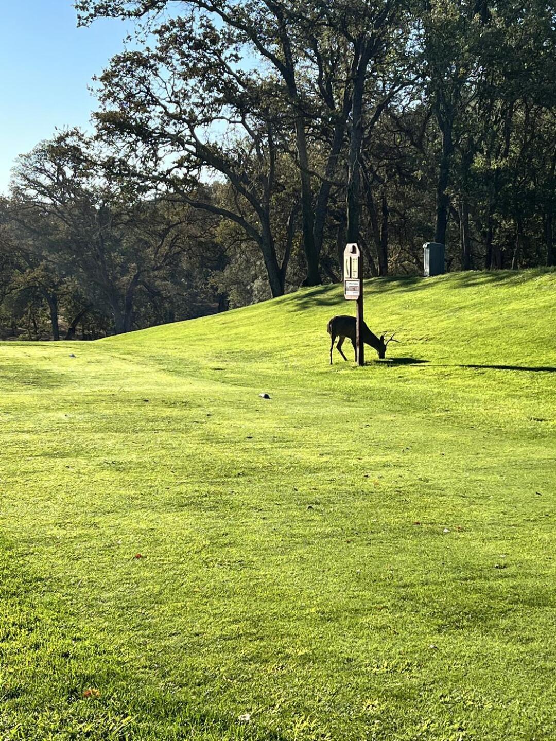 Deer at the tee box. (Photo submitted by u314162699331 on 10/20/2022)