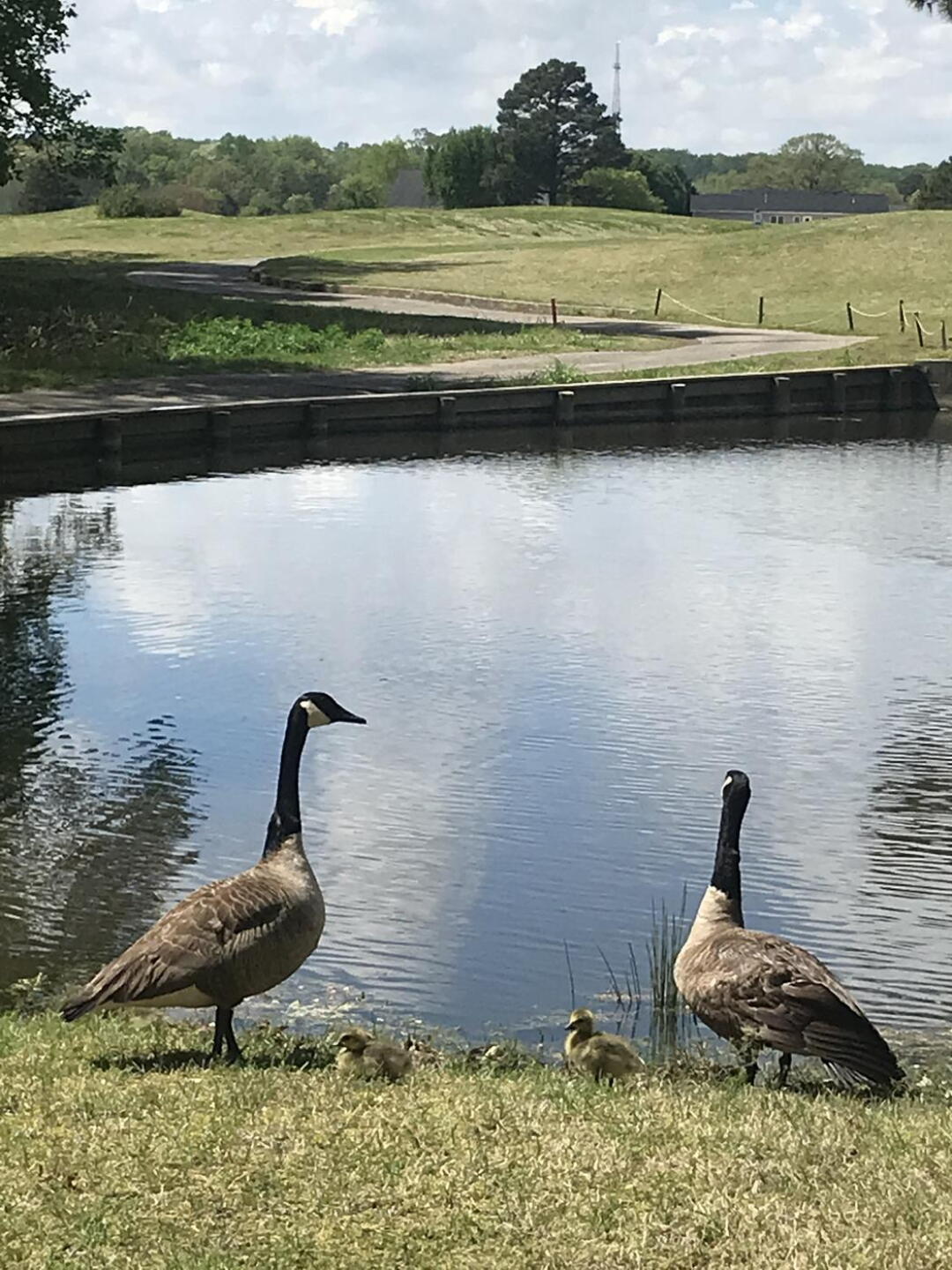 Wildlife at this course is absolutely gorgeous, there’s geese there’s ducks there’s deer rabbits birds…… It’s absolutely beautiful! (Photo submitted by Martha6288409 on 05/01/2023)