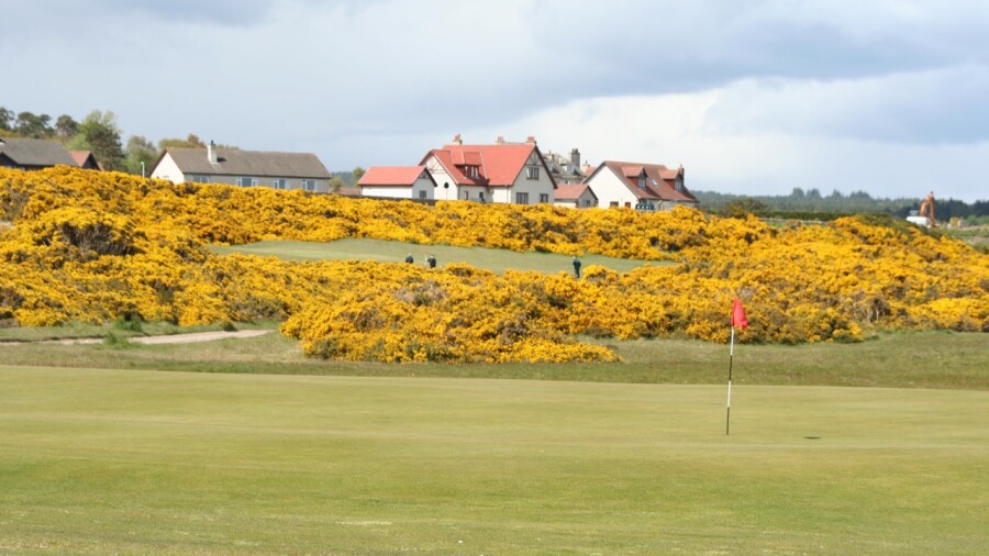 Royal Dornoch Golf Club - gorse