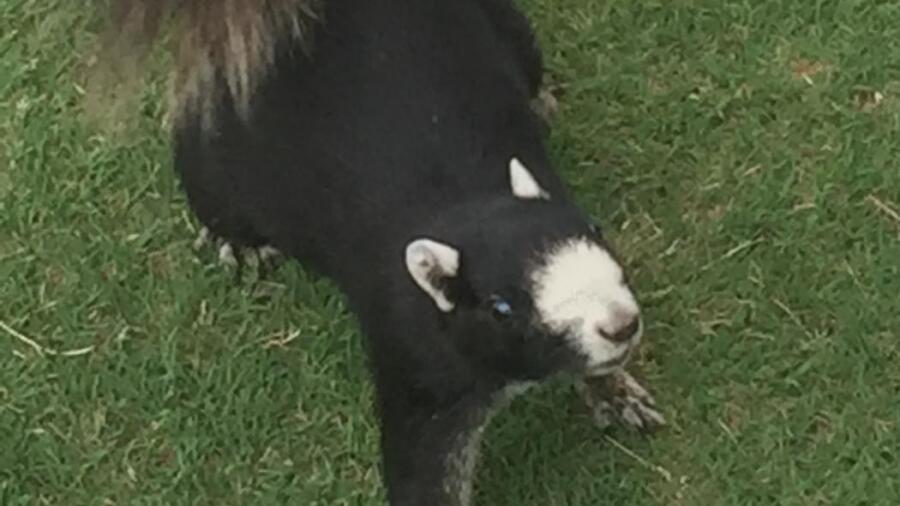 Azalea Sands - Fox Squirrel