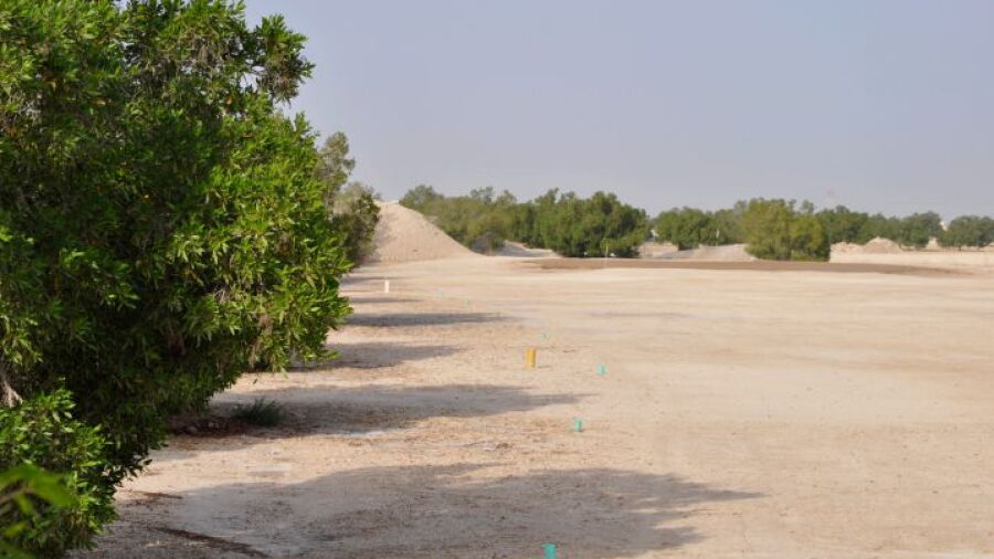 Mesaieed GC: #6
