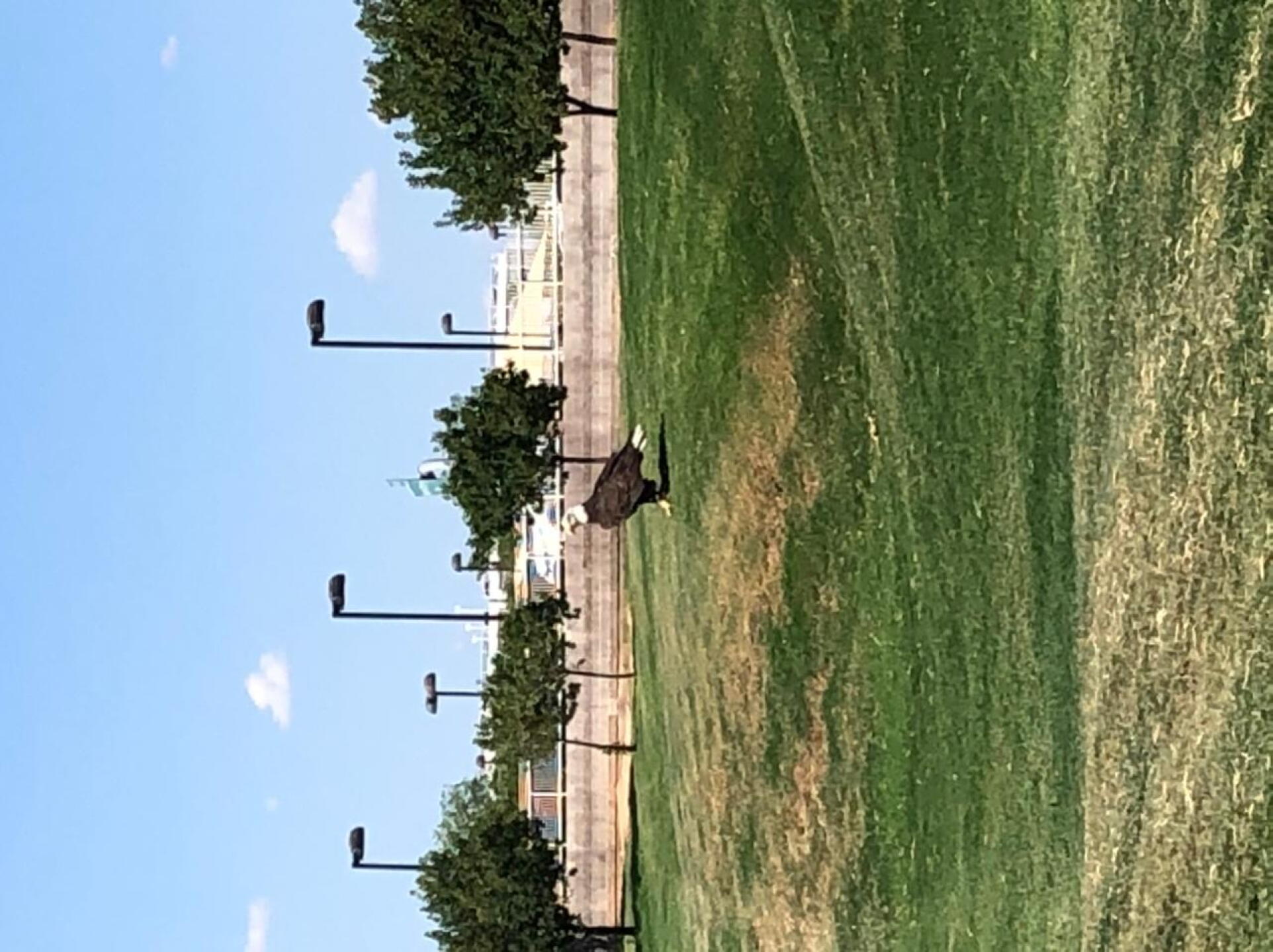 Bald Eagle (Photo submitted by forwalkkevin on 08/31/2020)